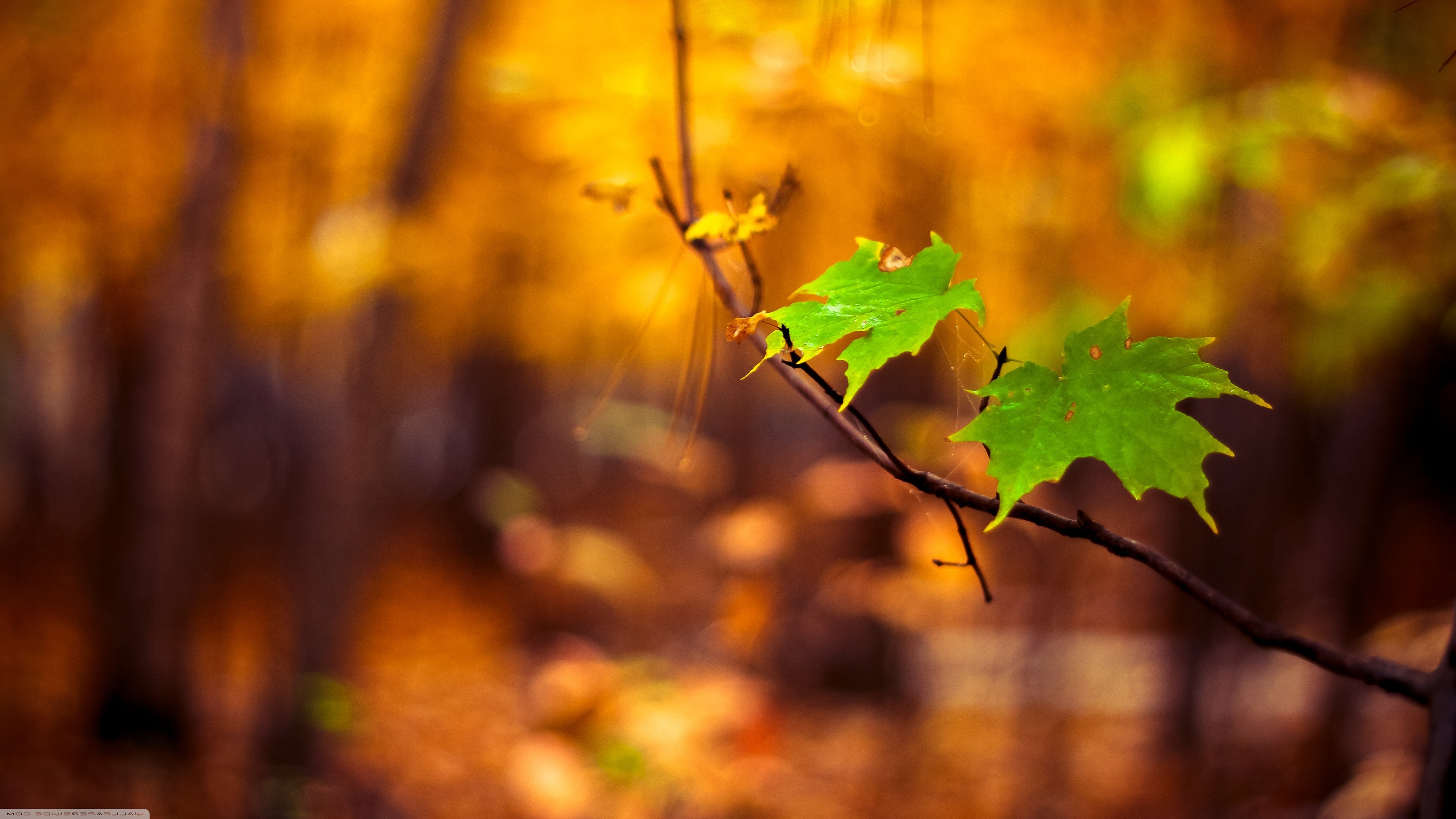 Green maple leaves on a branch in autumn HD Wallpaper