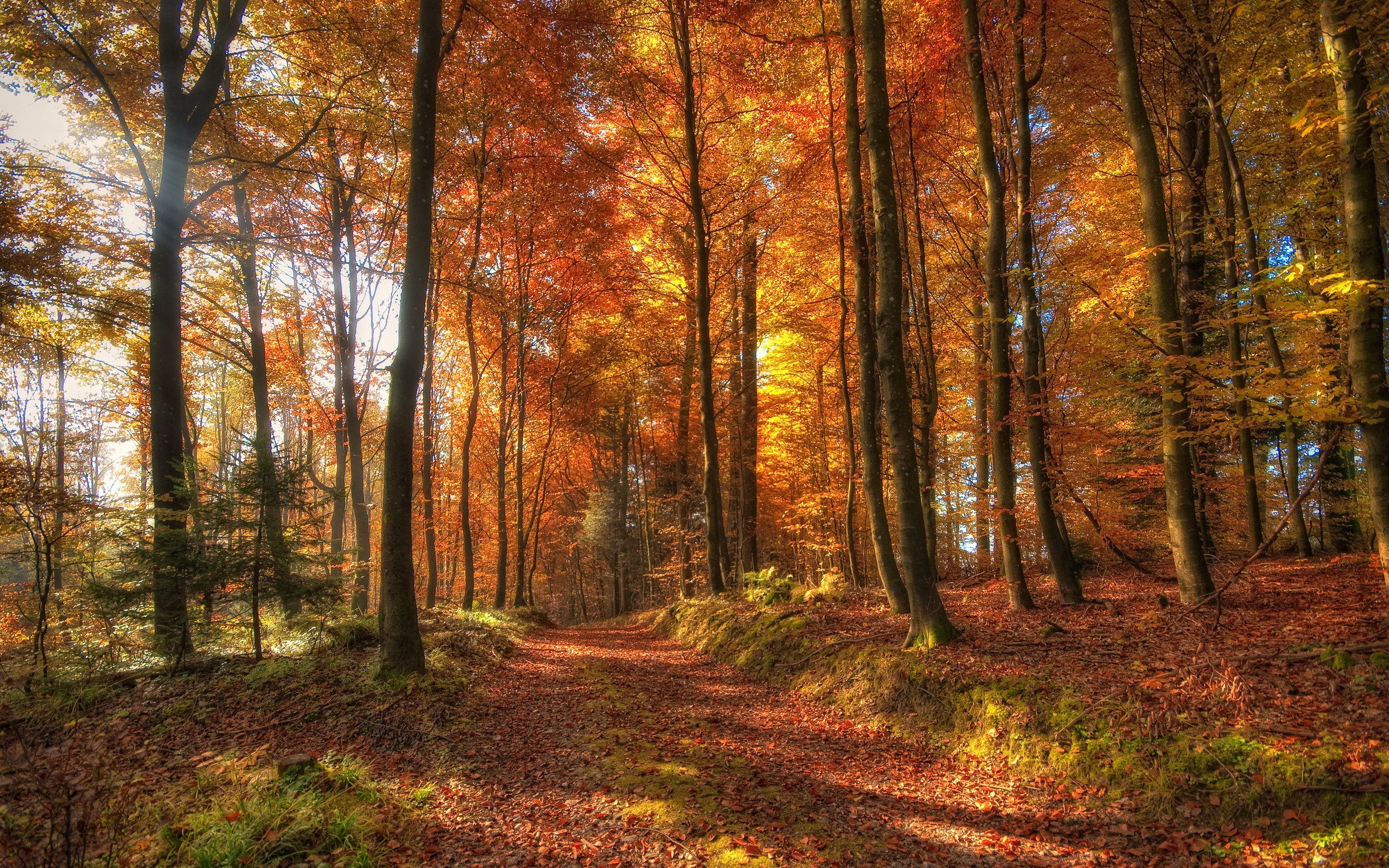Autumn Forest Path with Vibrant Fall Colors HD Wallpaper