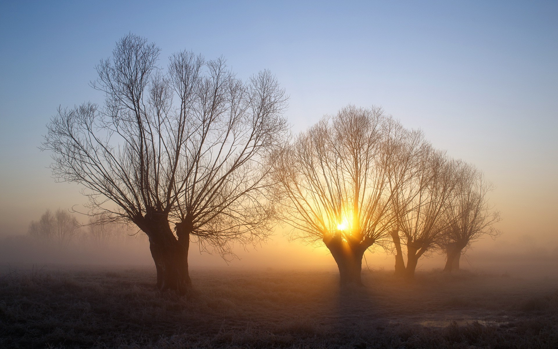 Bare trees in morning mist with sunrise HD Wallpaper