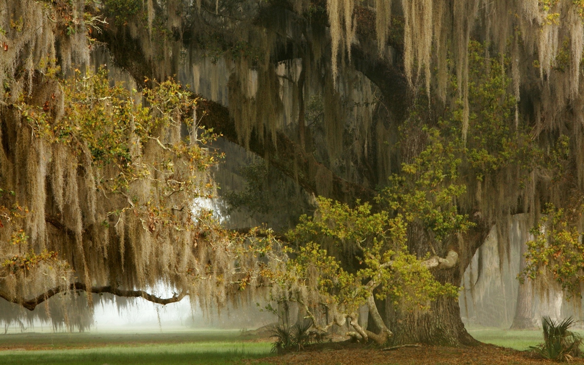 Ancient oak trees draped in Spanish moss in a misty landscape HD Wallpaper