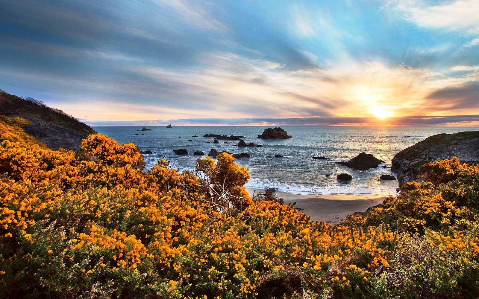 Coastal sunset with yellow wildflowers and ocean rocks HD Wallpaper