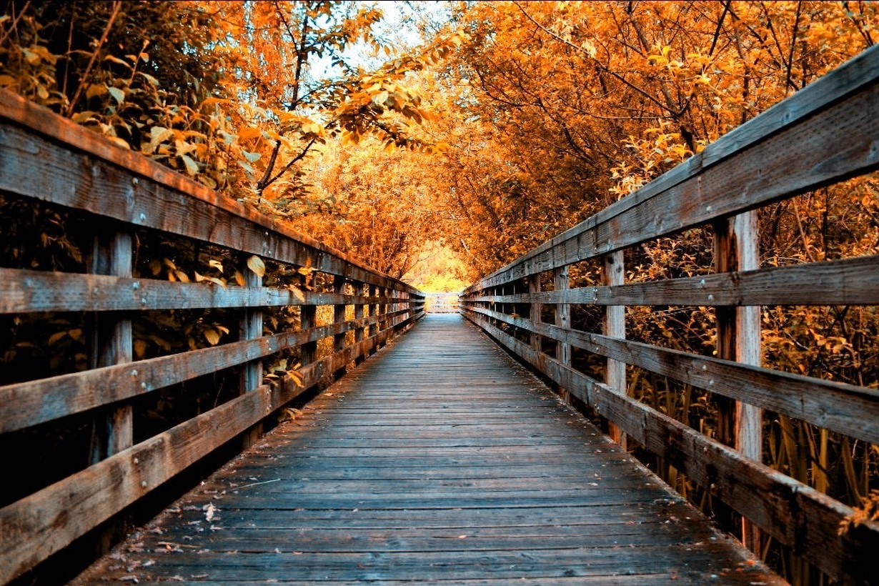Wooden bridge walkway through autumn trees HD Wallpaper