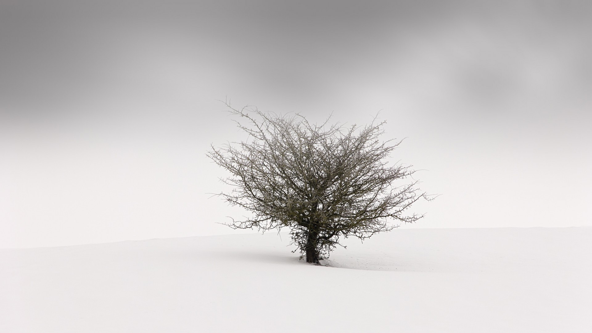 Minimalist winter landscape with a lone tree in snow HD Wallpaper