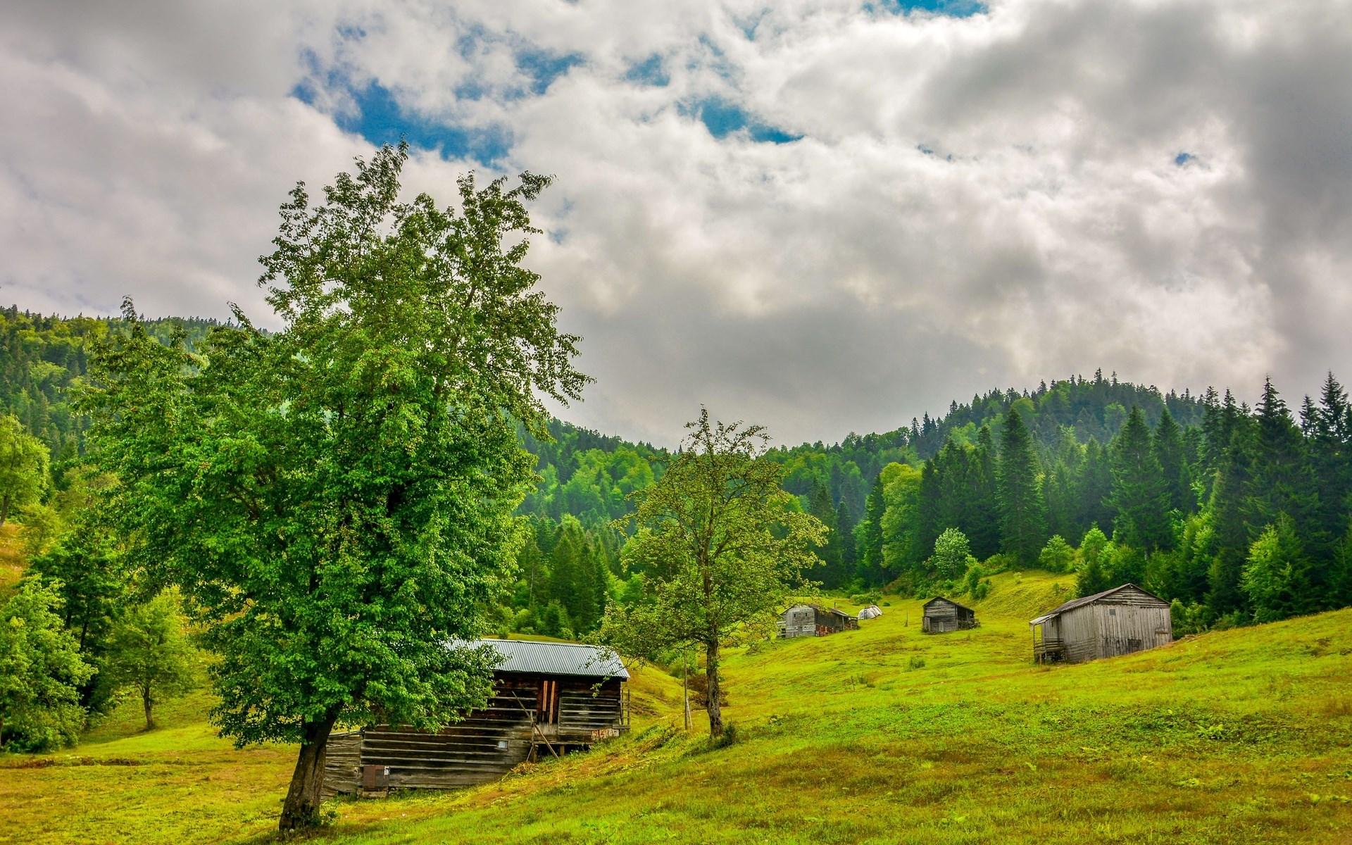Wooden cabins on a grassy hillside with a forest background HD Wallpaper