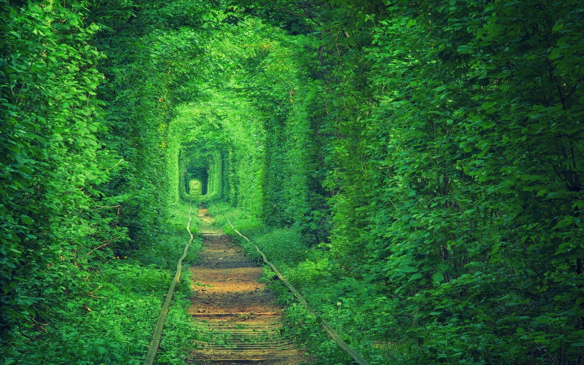 Green tunnel of trees over railway tracks HD Wallpaper