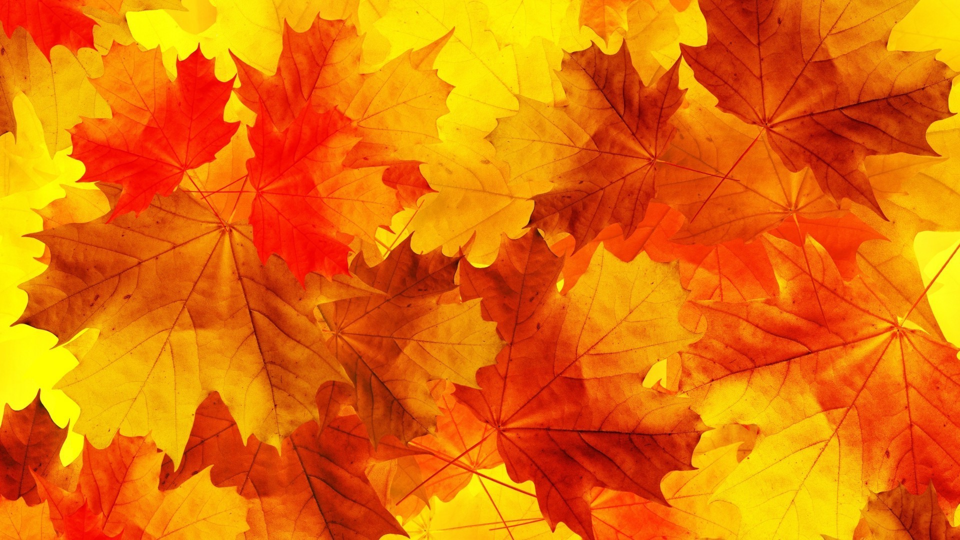 Autumn Maple Leaves in Warm Colors HD Wallpaper