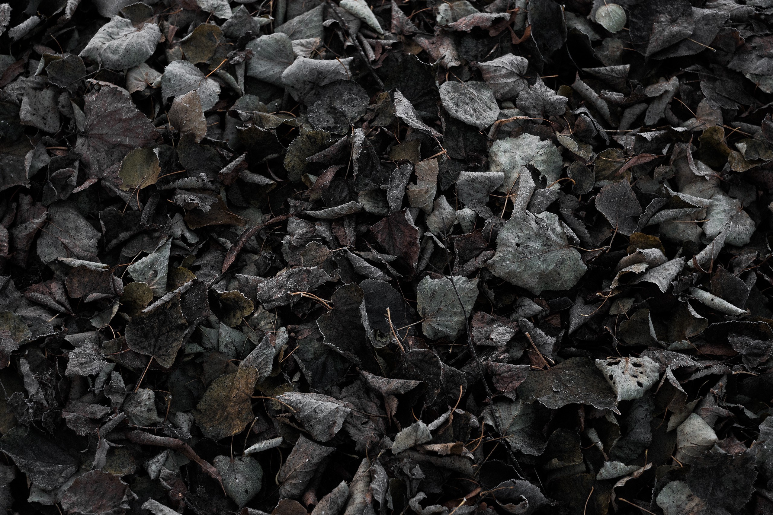 Pile of dark, frosted autumn leaves on the ground HD Wallpaper