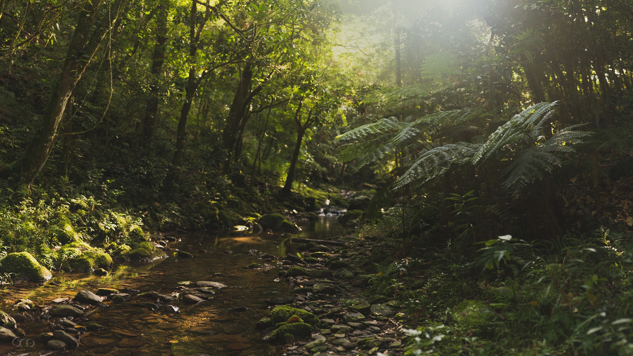 Sunlight filtering through a forest stream HD Wallpaper
