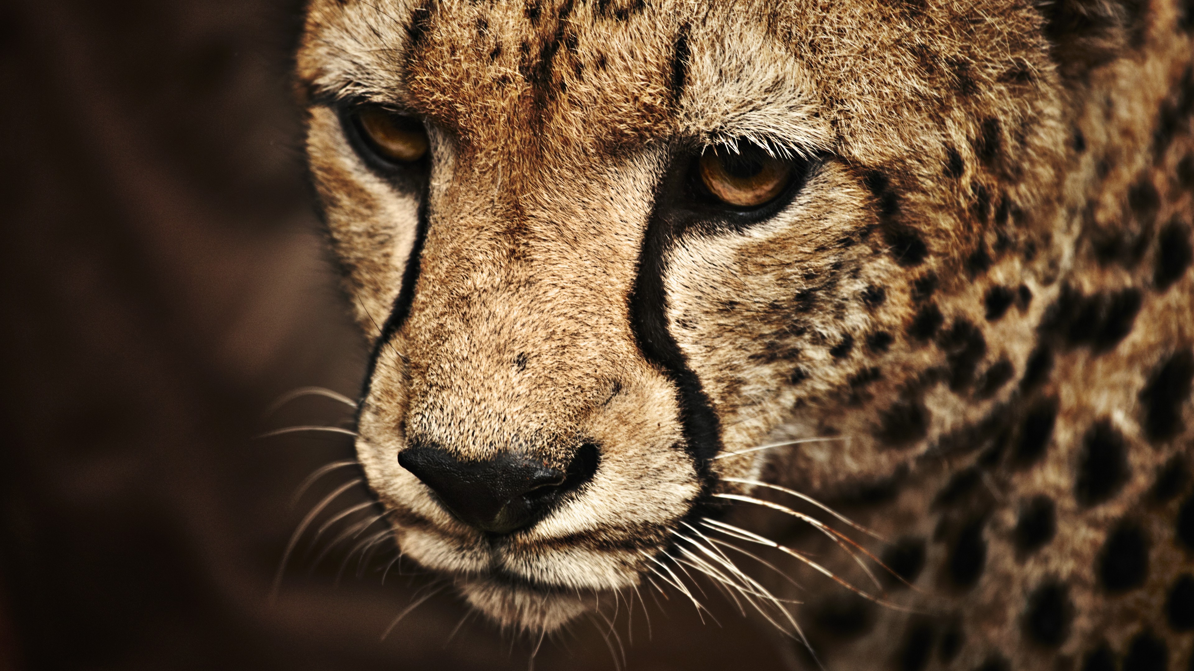 Close-up of a cheetah's face HD Wallpaper
