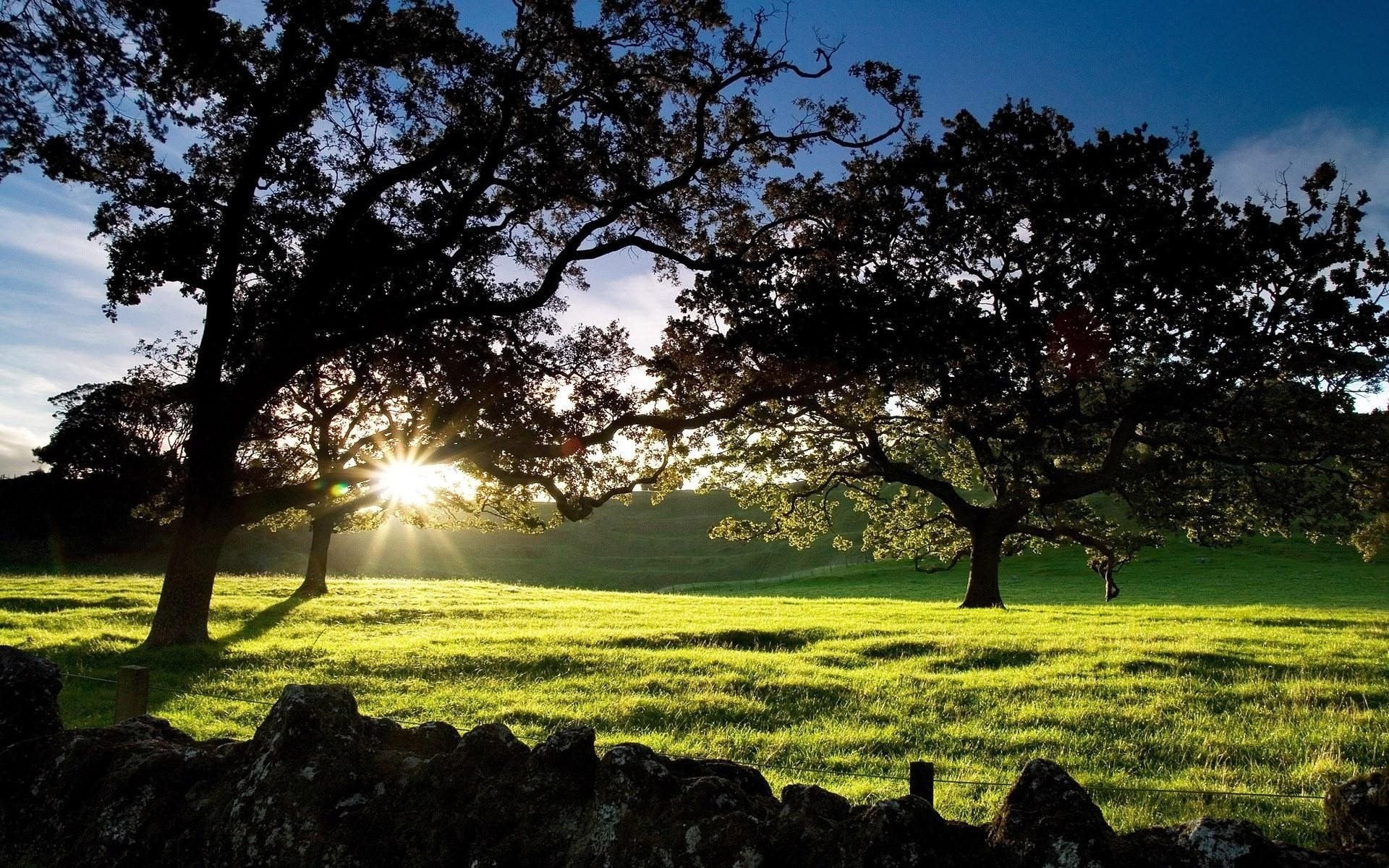 Sunlight through trees in a grassy field HD Wallpaper