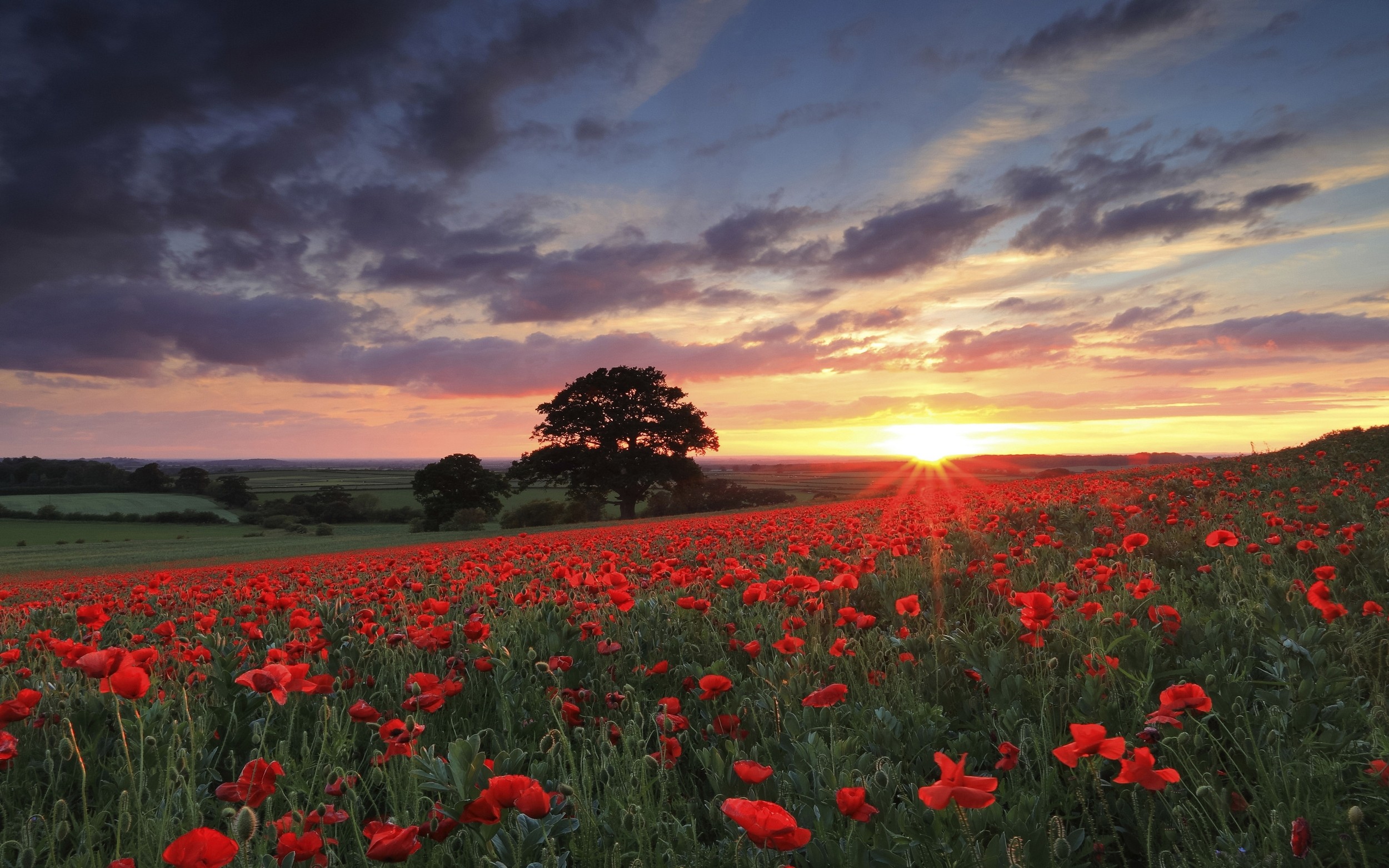 Field of red poppies at sunset with a large tree HD Wallpaper