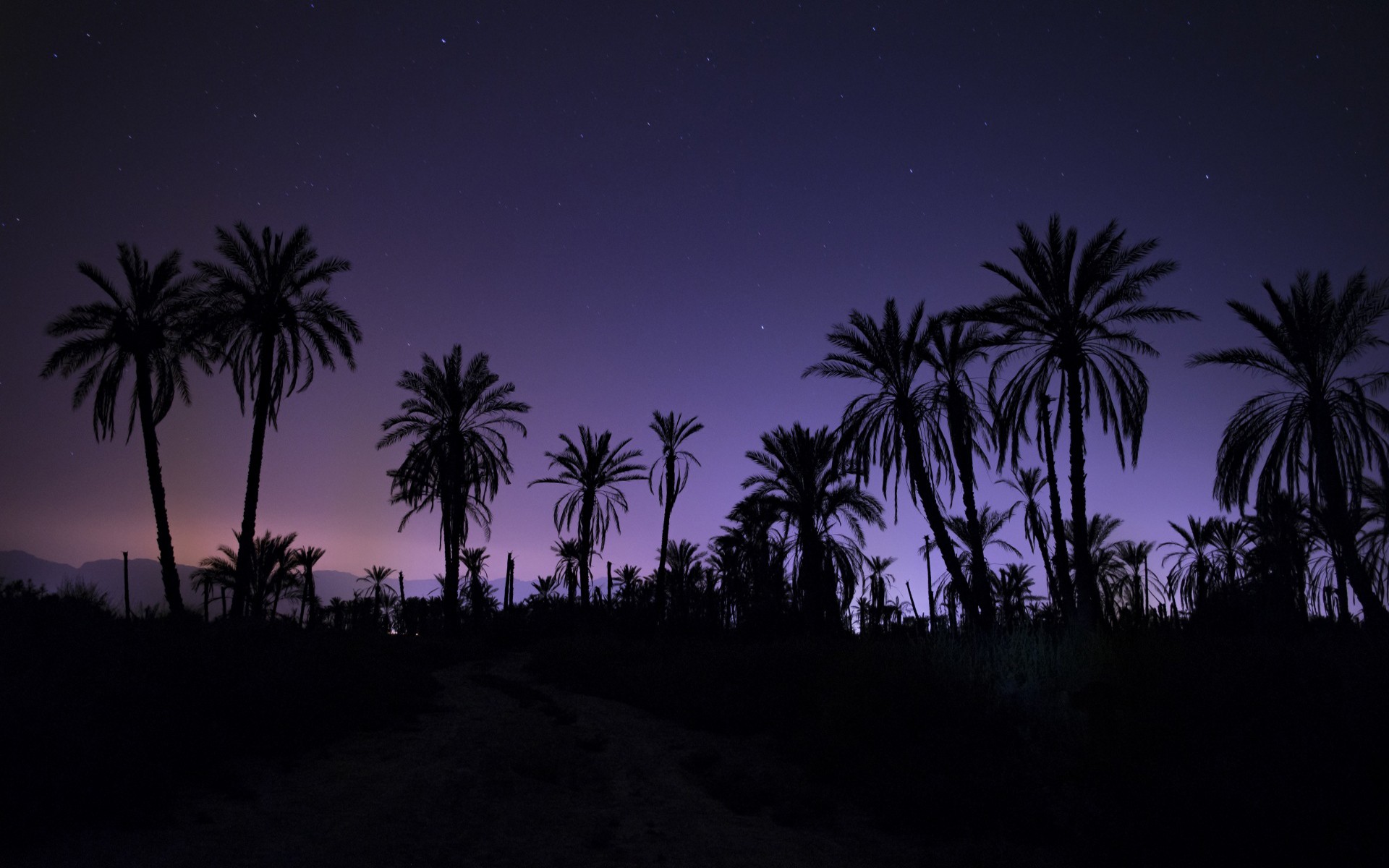 Palm trees silhouetted against a starry night sky HD Wallpaper