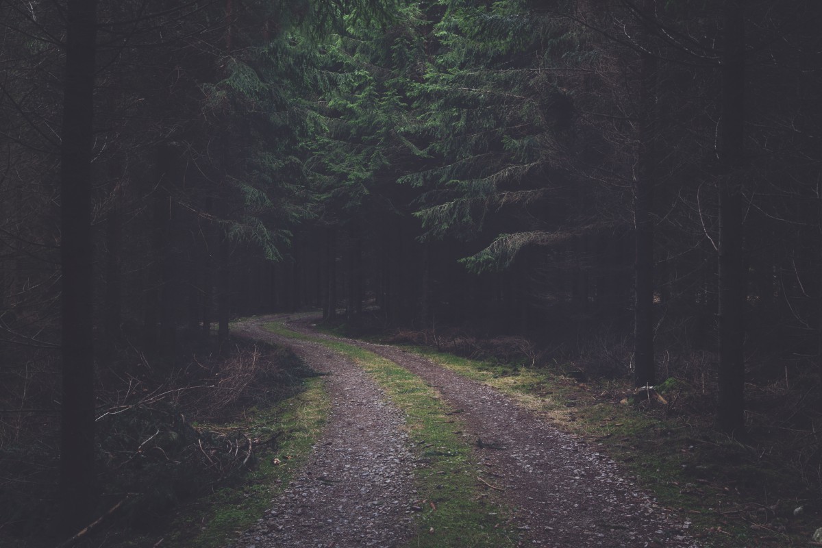 Dark forest road with spruce trees HD Wallpaper
