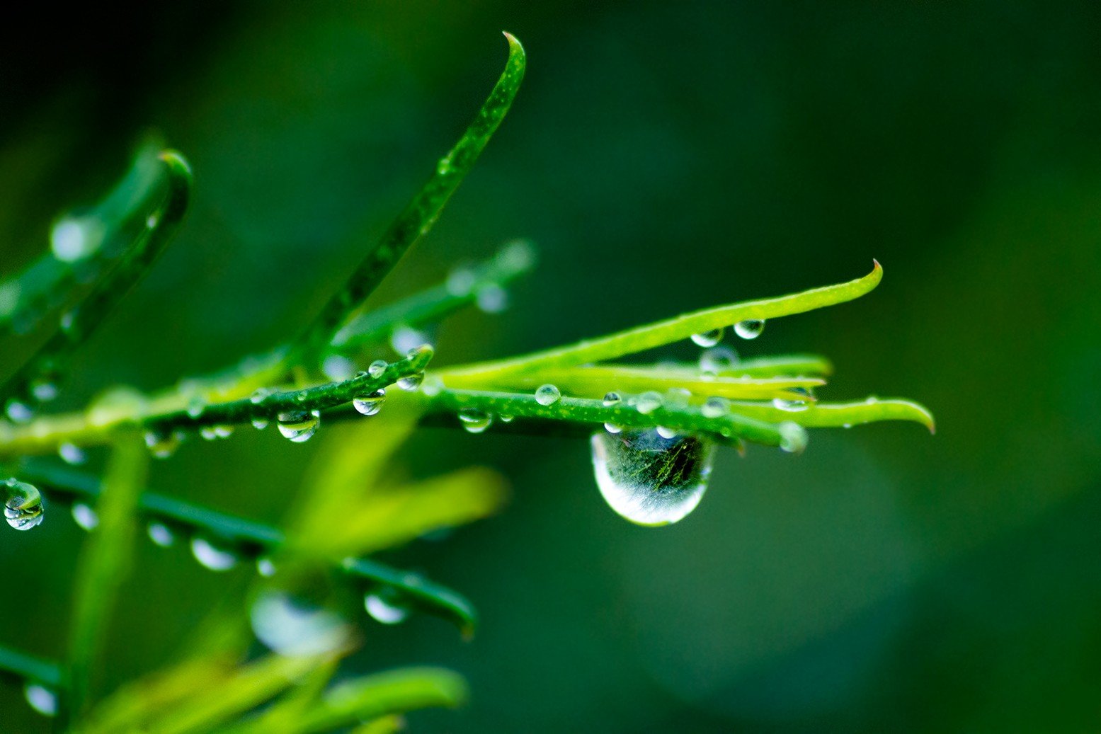 Macro shot of water drops on green plant HD Wallpaper