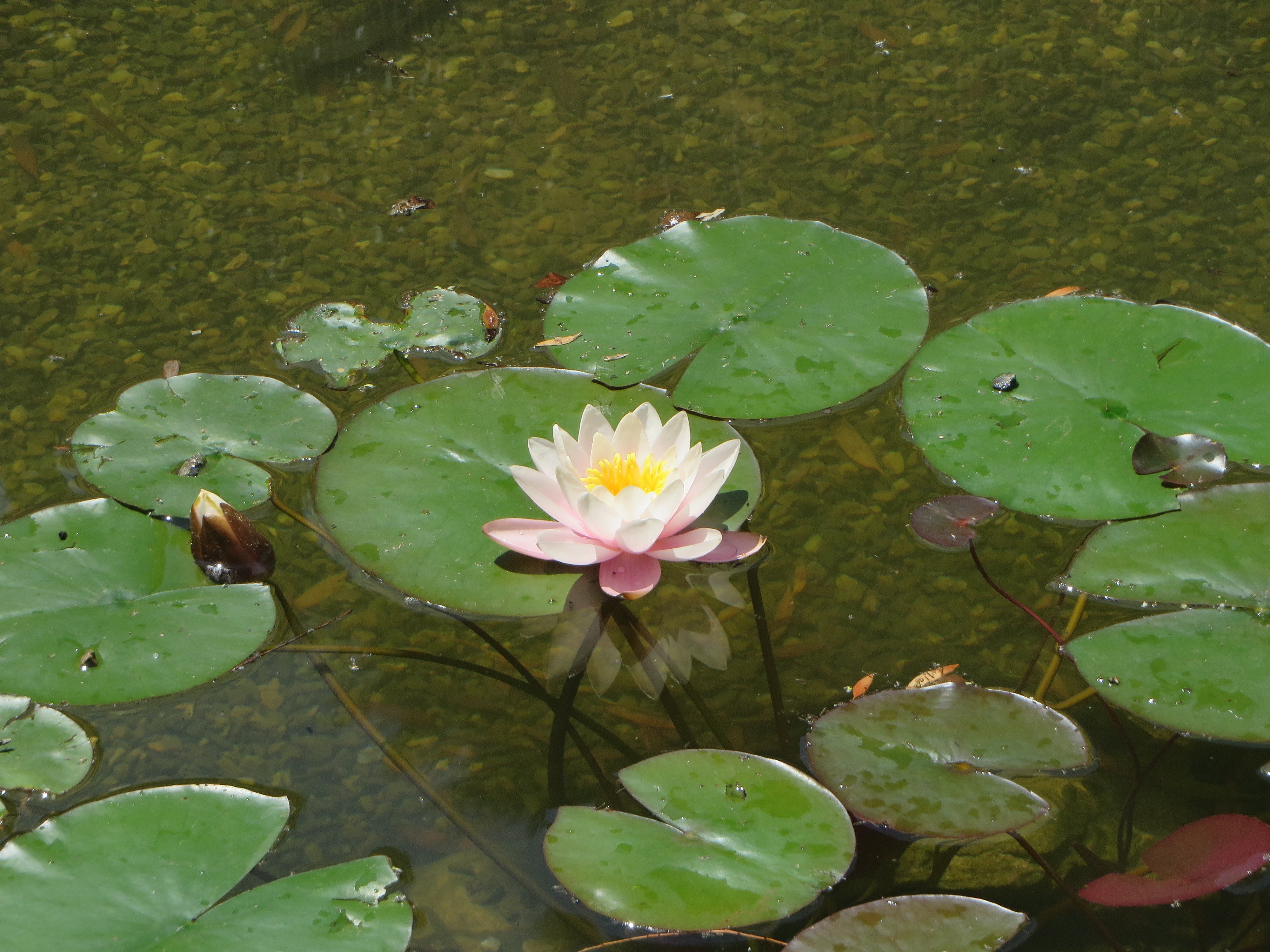 Water lily flower and pads in a pond HD Wallpaper