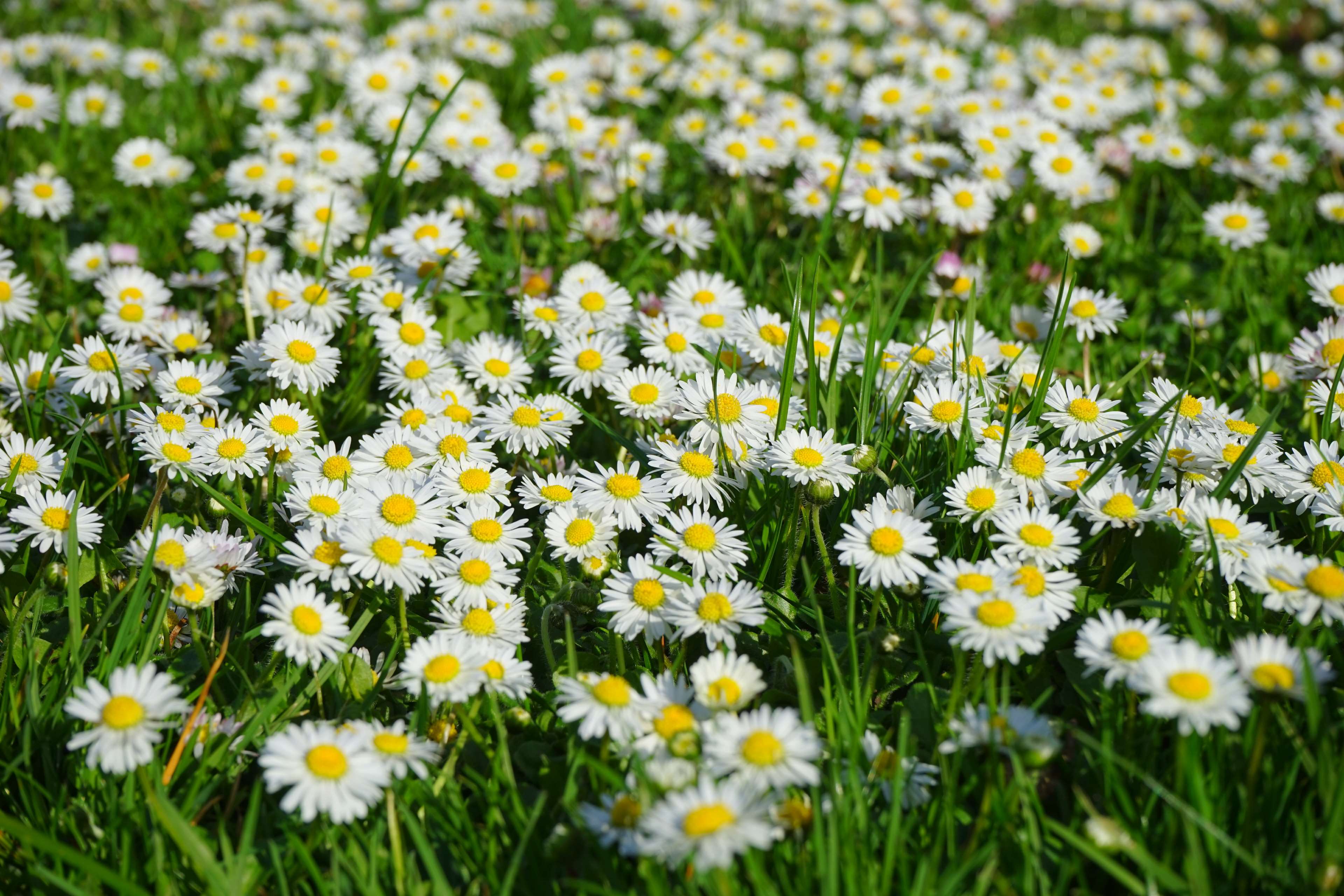 Field of white daisies and green grass HD Wallpaper