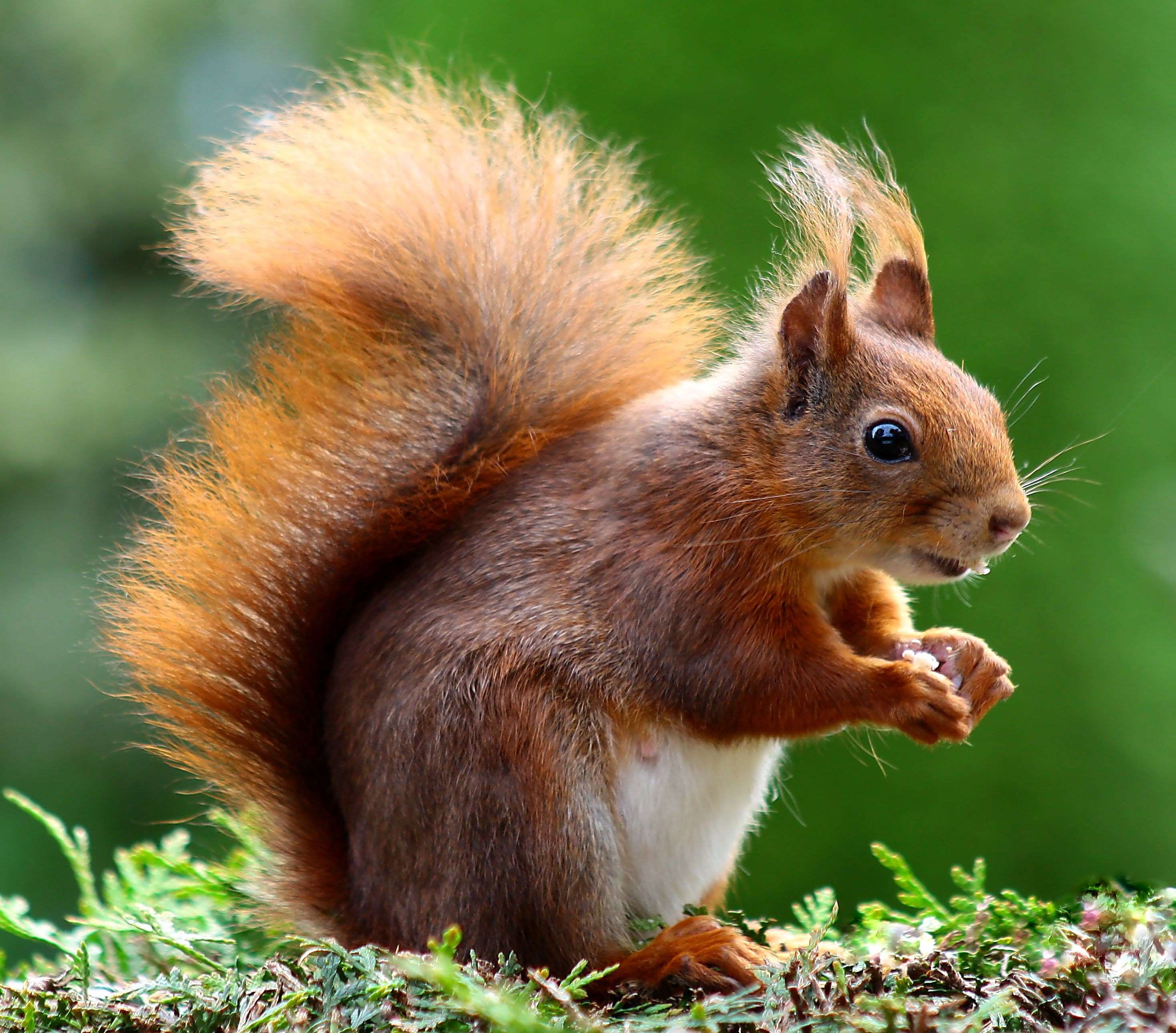 Red squirrel eating nuts on mossy ground HD Wallpaper
