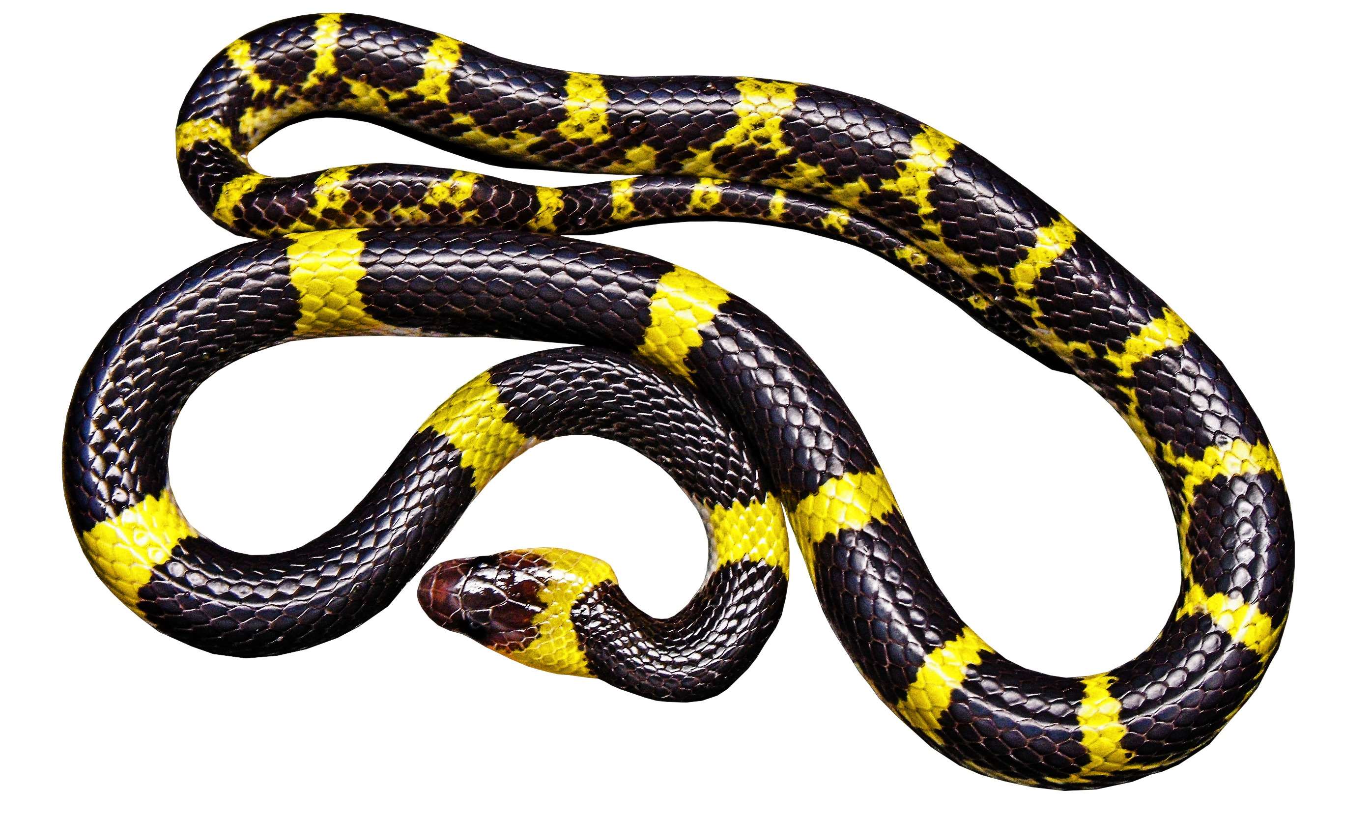 Coiled banded krait snake with black and yellow pattern HD Wallpaper