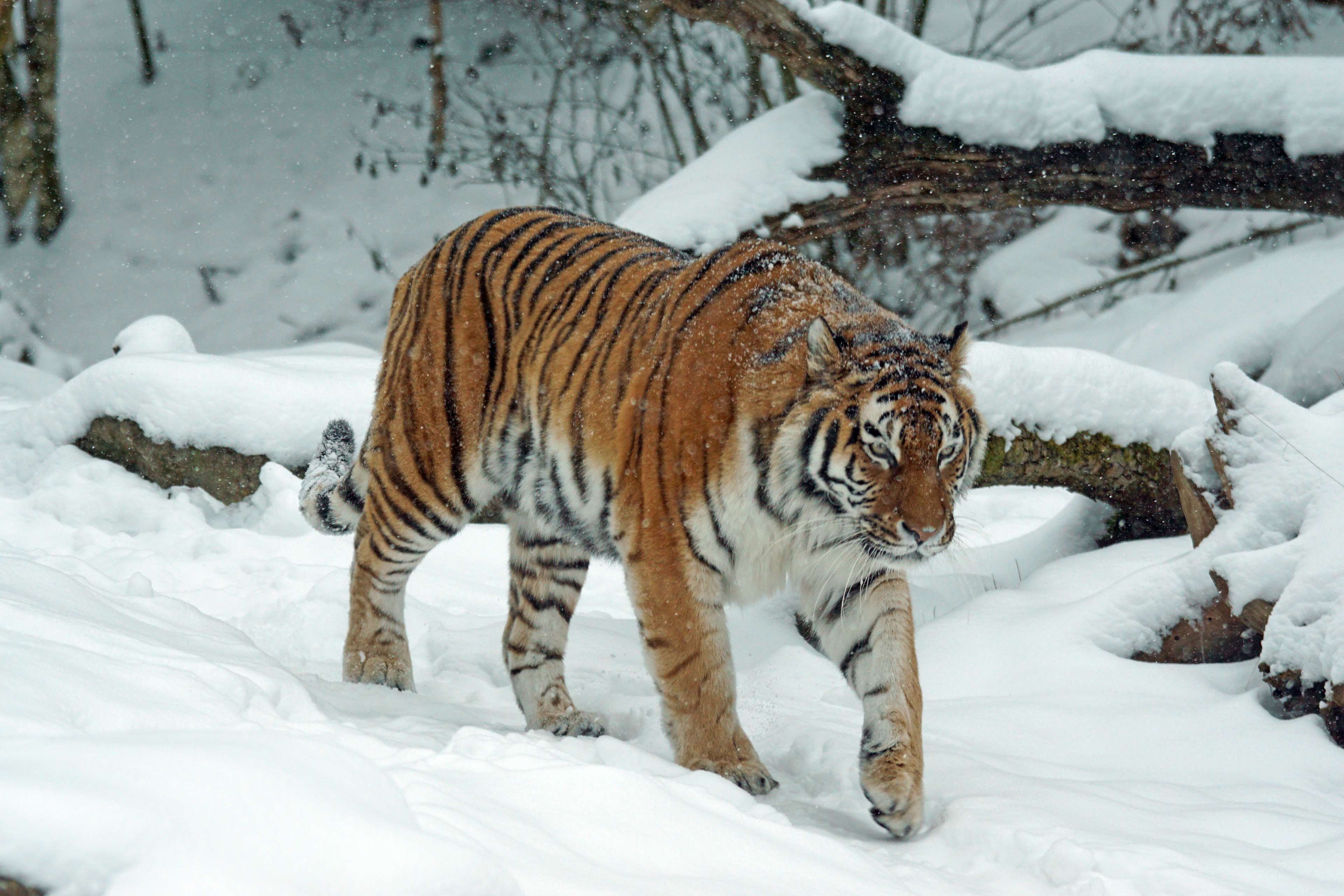 Tiger walking in the snow HD Wallpaper