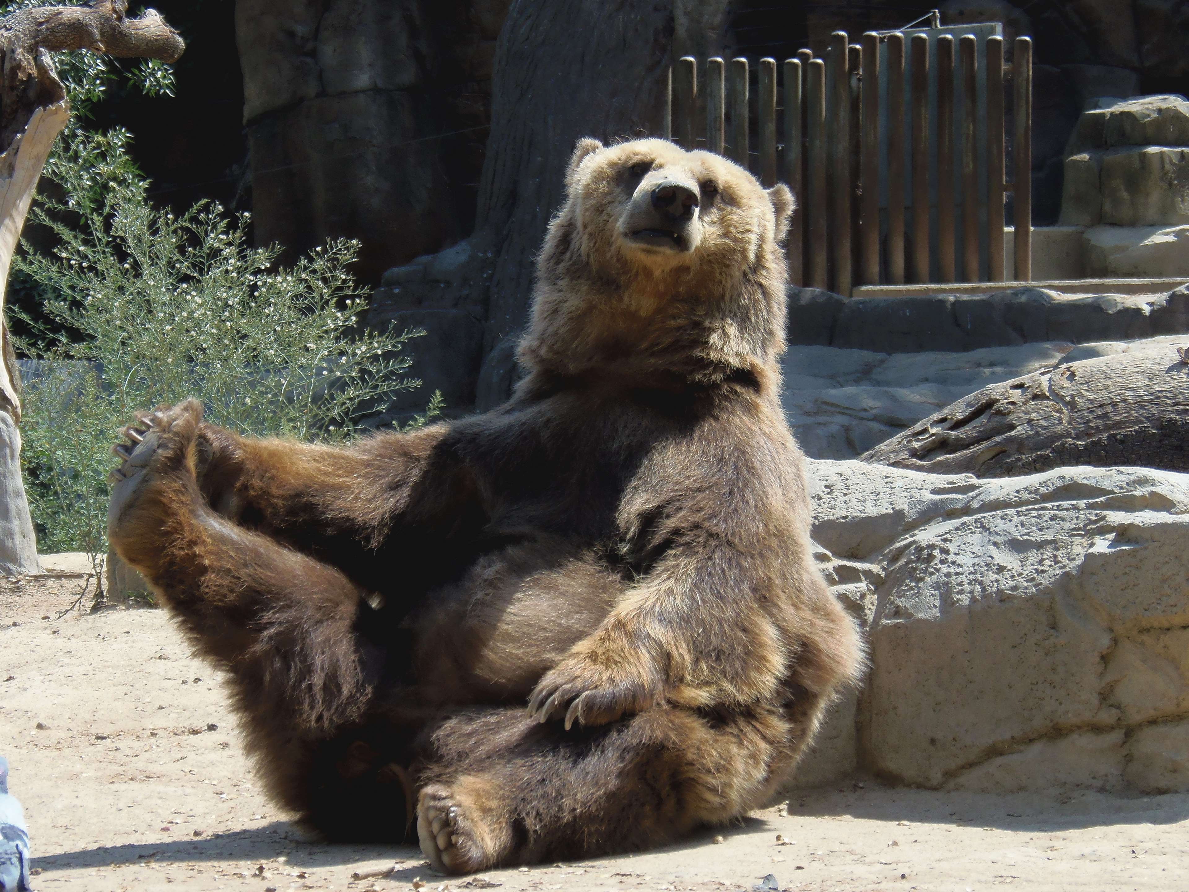 Brown bear sitting in a zoo enclosure HD Wallpaper