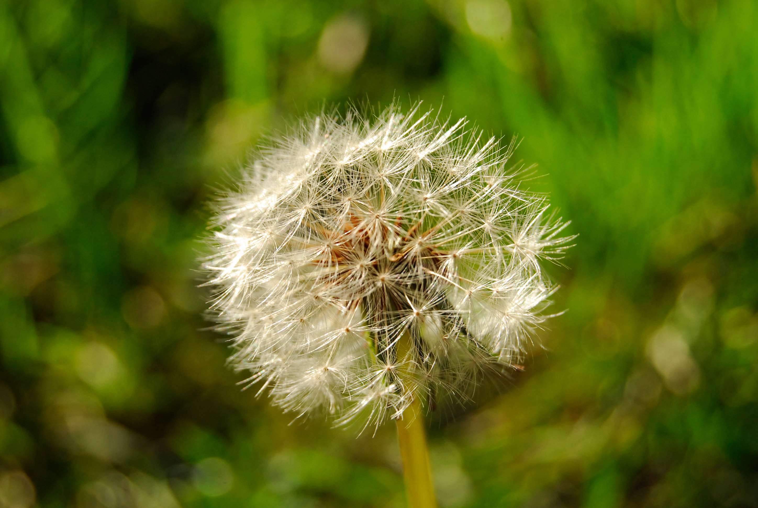 Close-up of a dandelion seed head in green grass HD Wallpaper