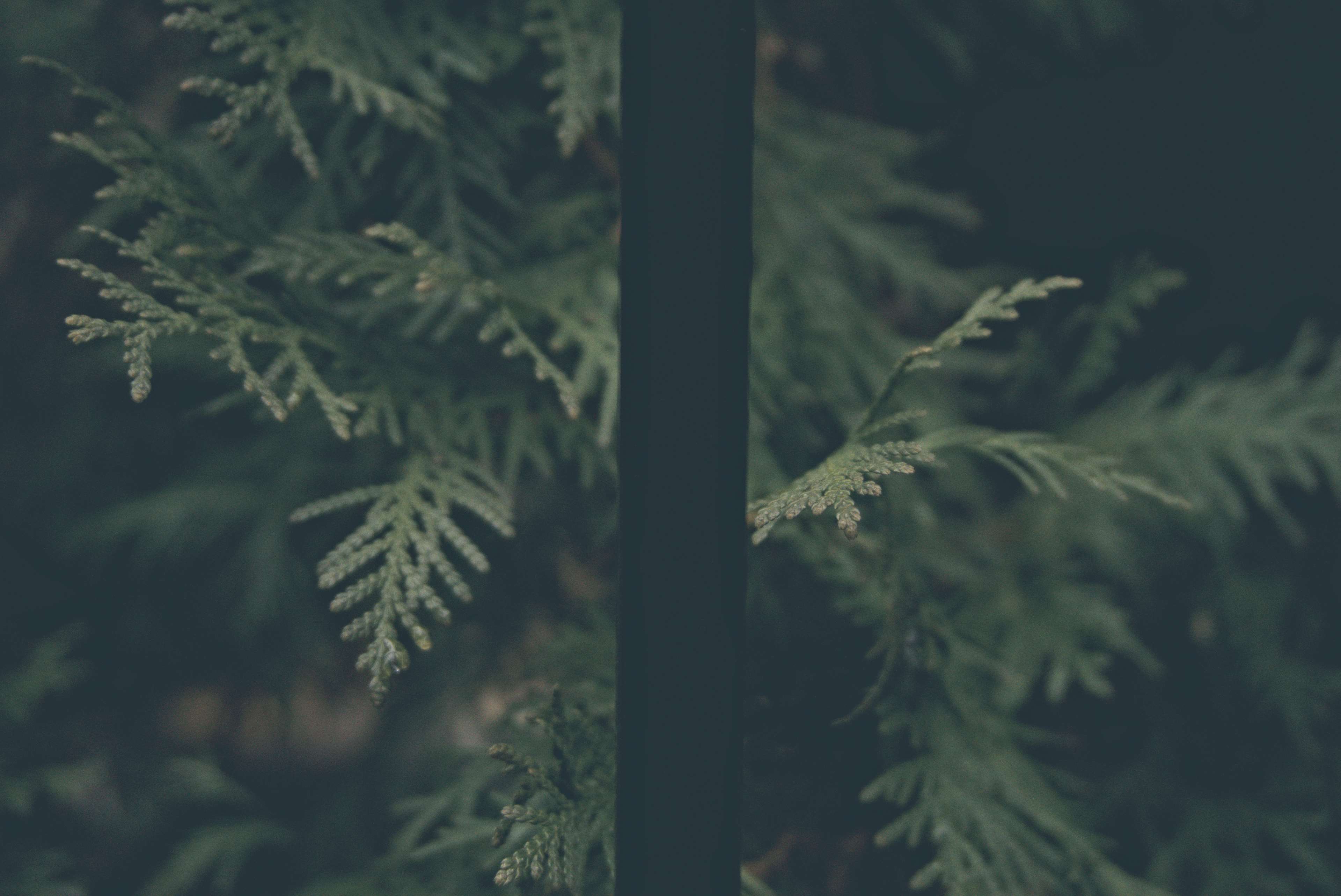 Dark green cedar branches with a dark vertical element HD Wallpaper