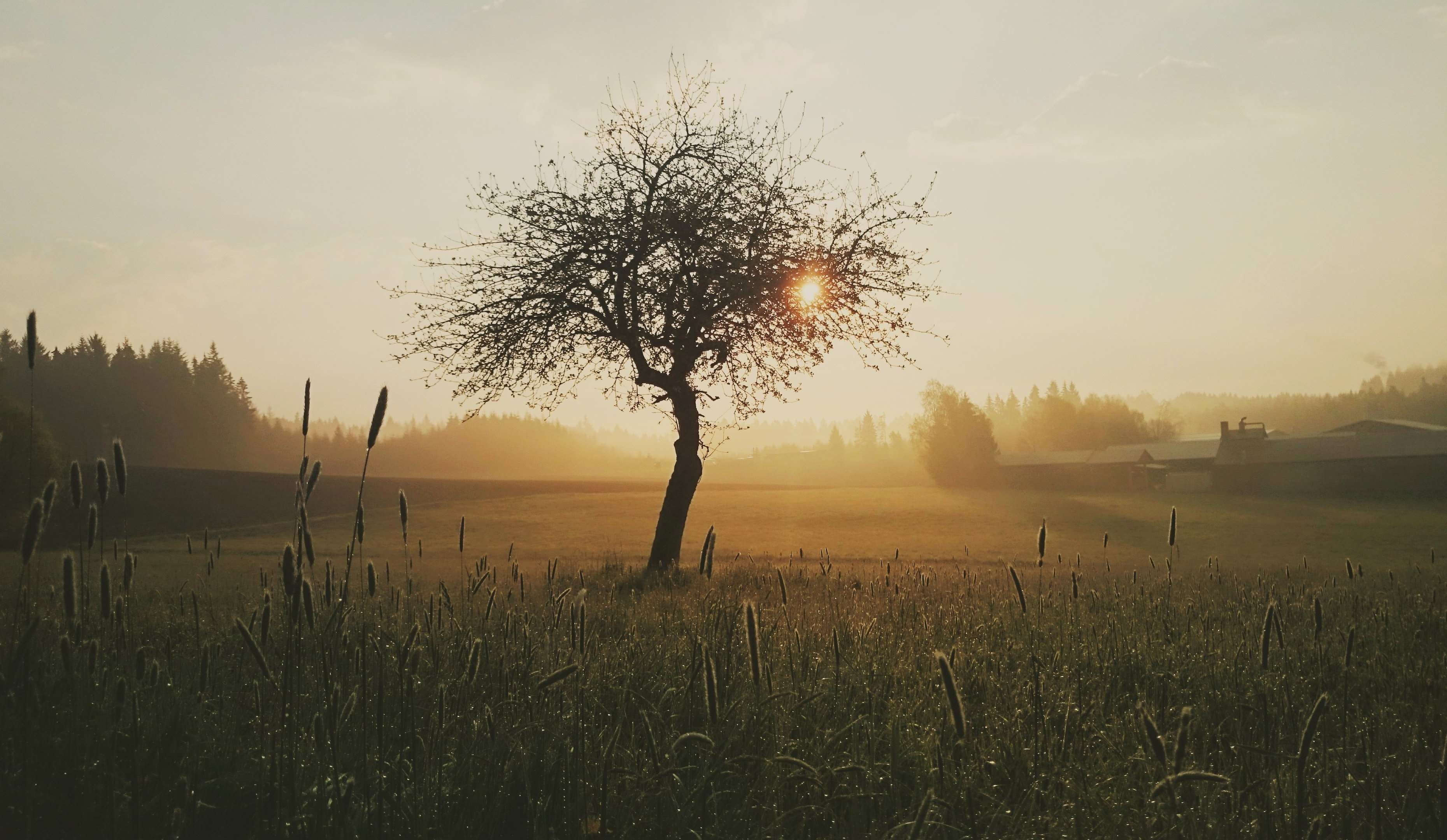 Tree in a misty field at sunrise HD Wallpaper