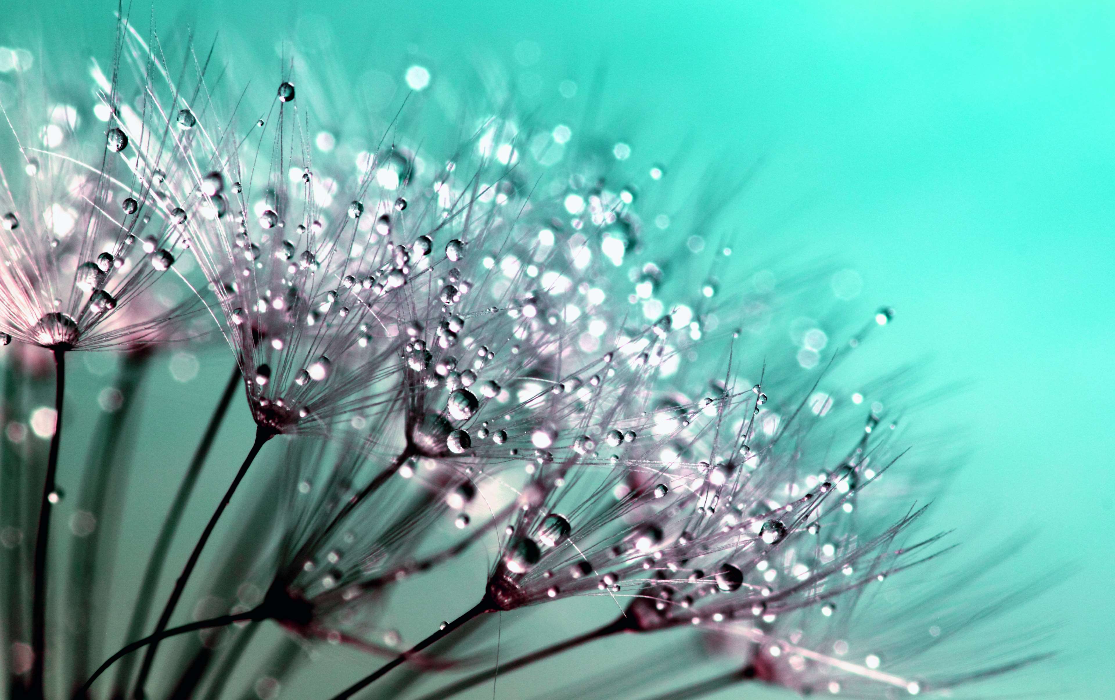Dandelion seeds with water drops macro photography HD Wallpaper