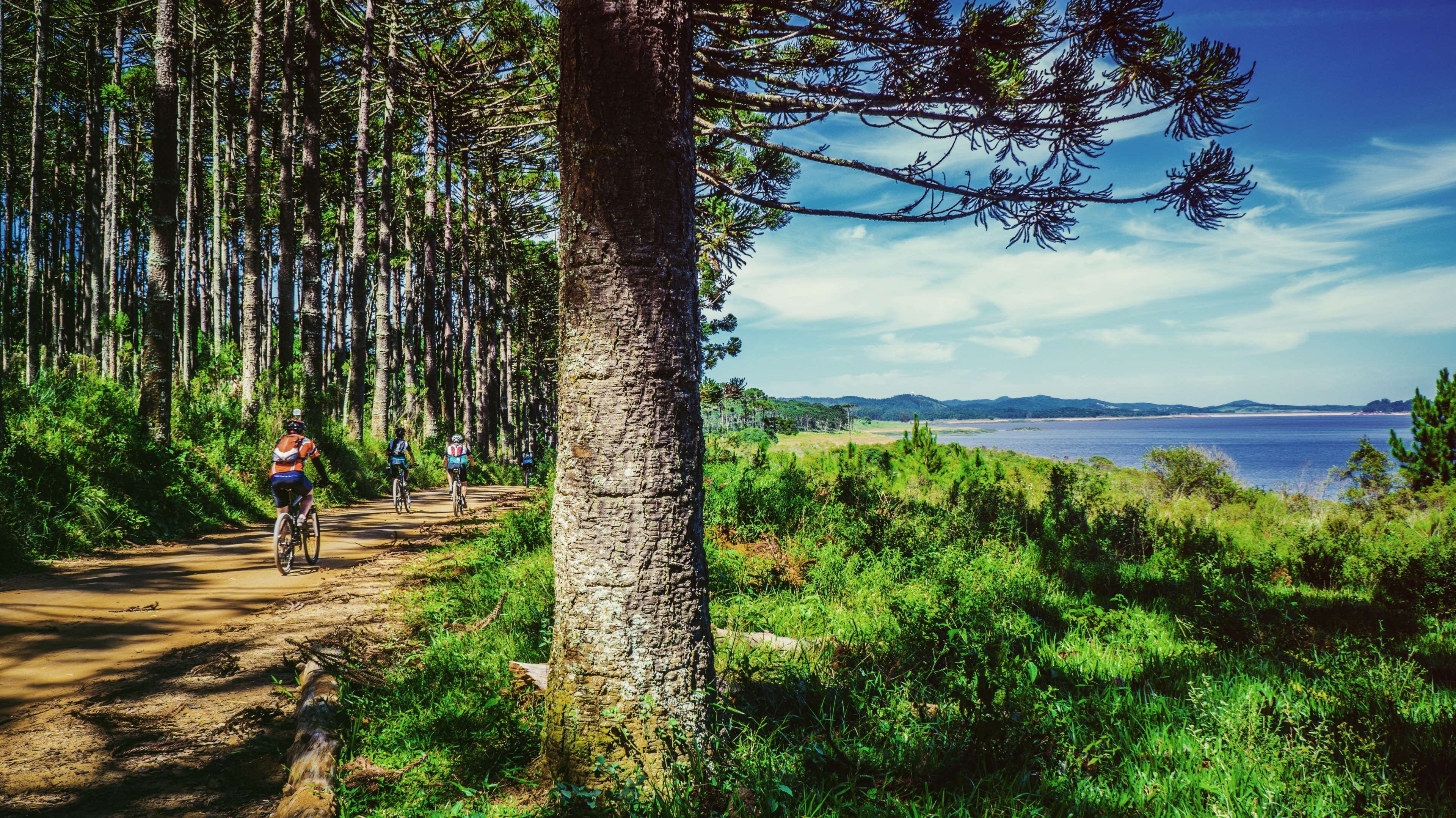 Cyclists on a dirt path through a forest by the water HD Wallpaper