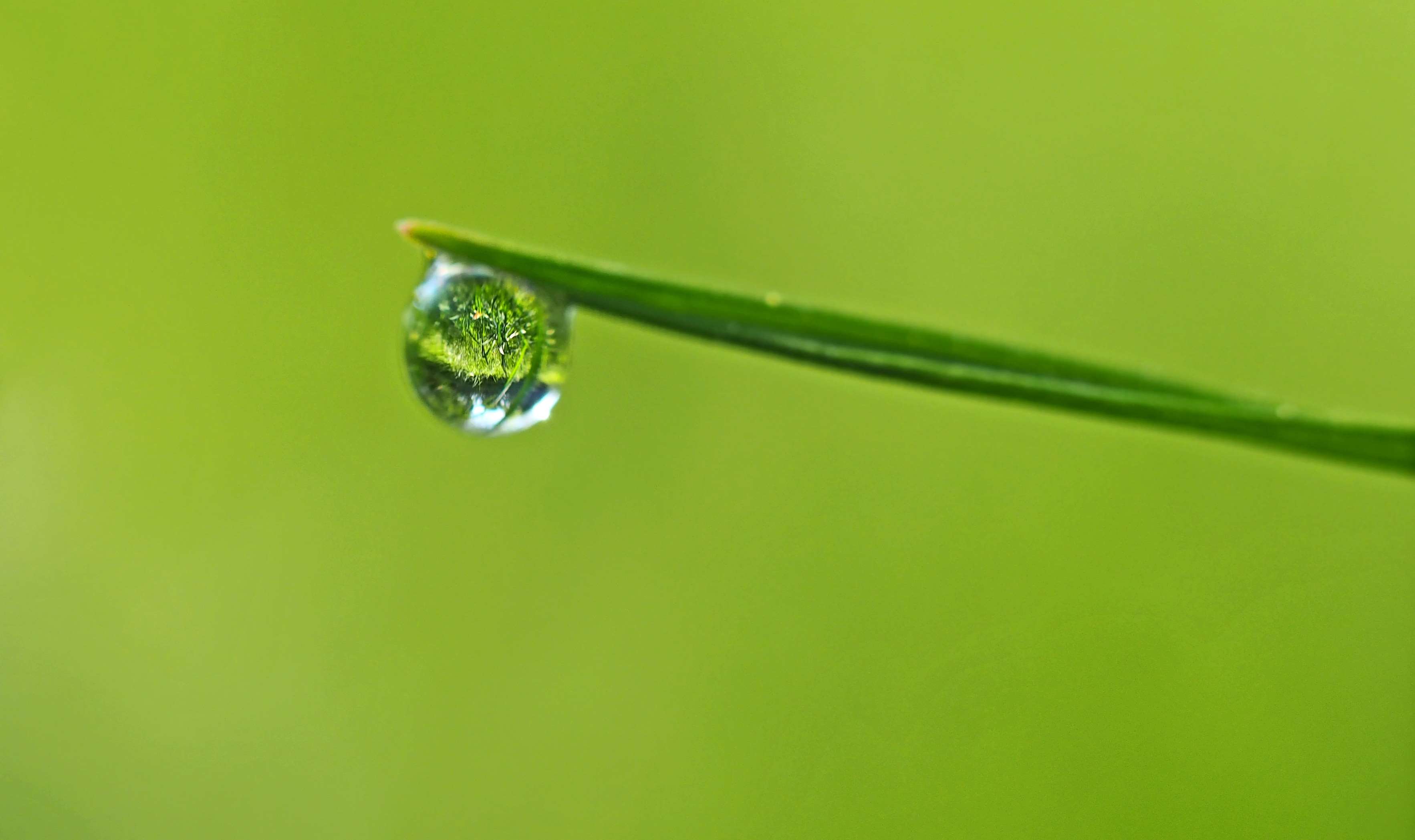 Close-up of a dewdrop on a blade of grass HD Wallpaper