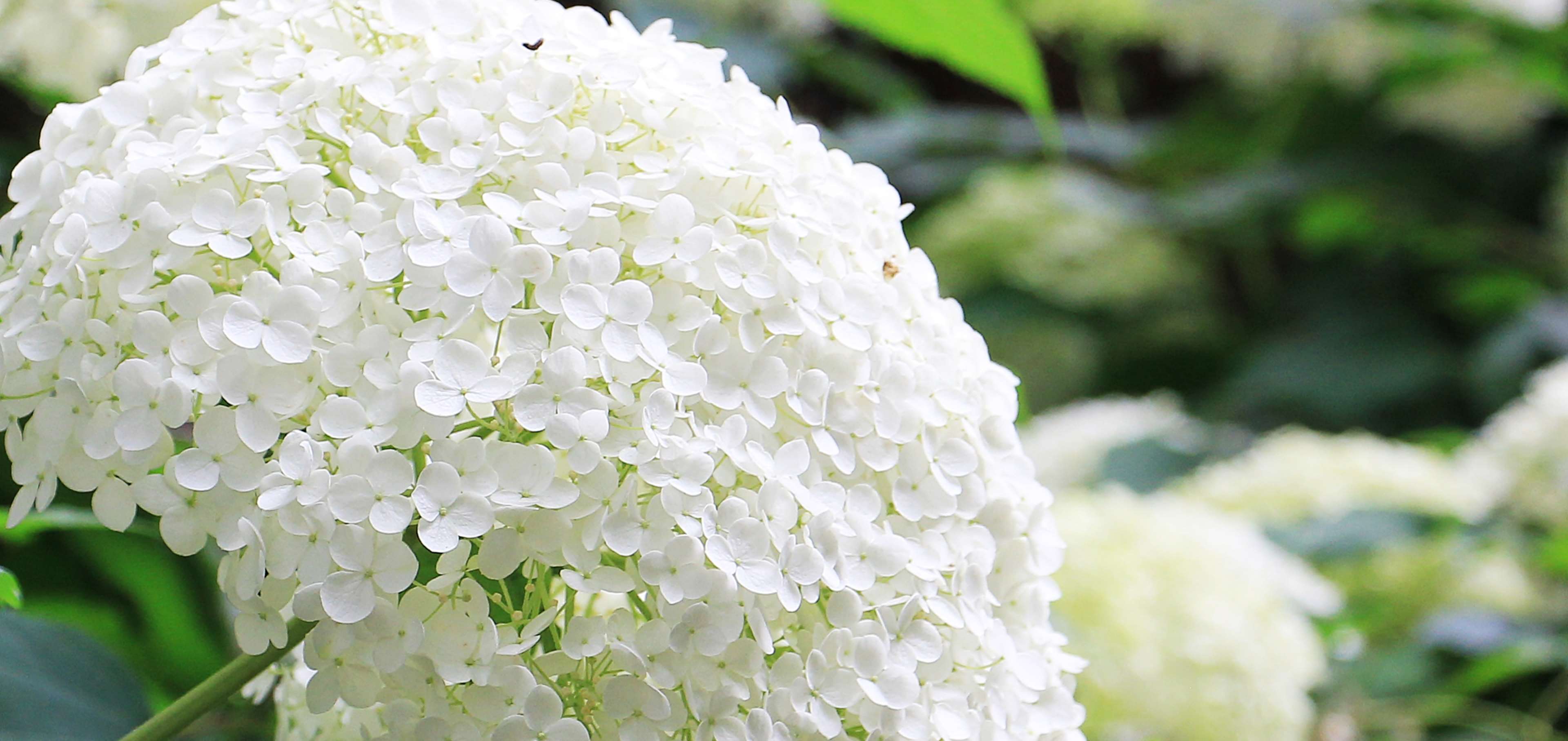Beautiful White Hydrangea Flowers in Summer Garden HD Wallpaper