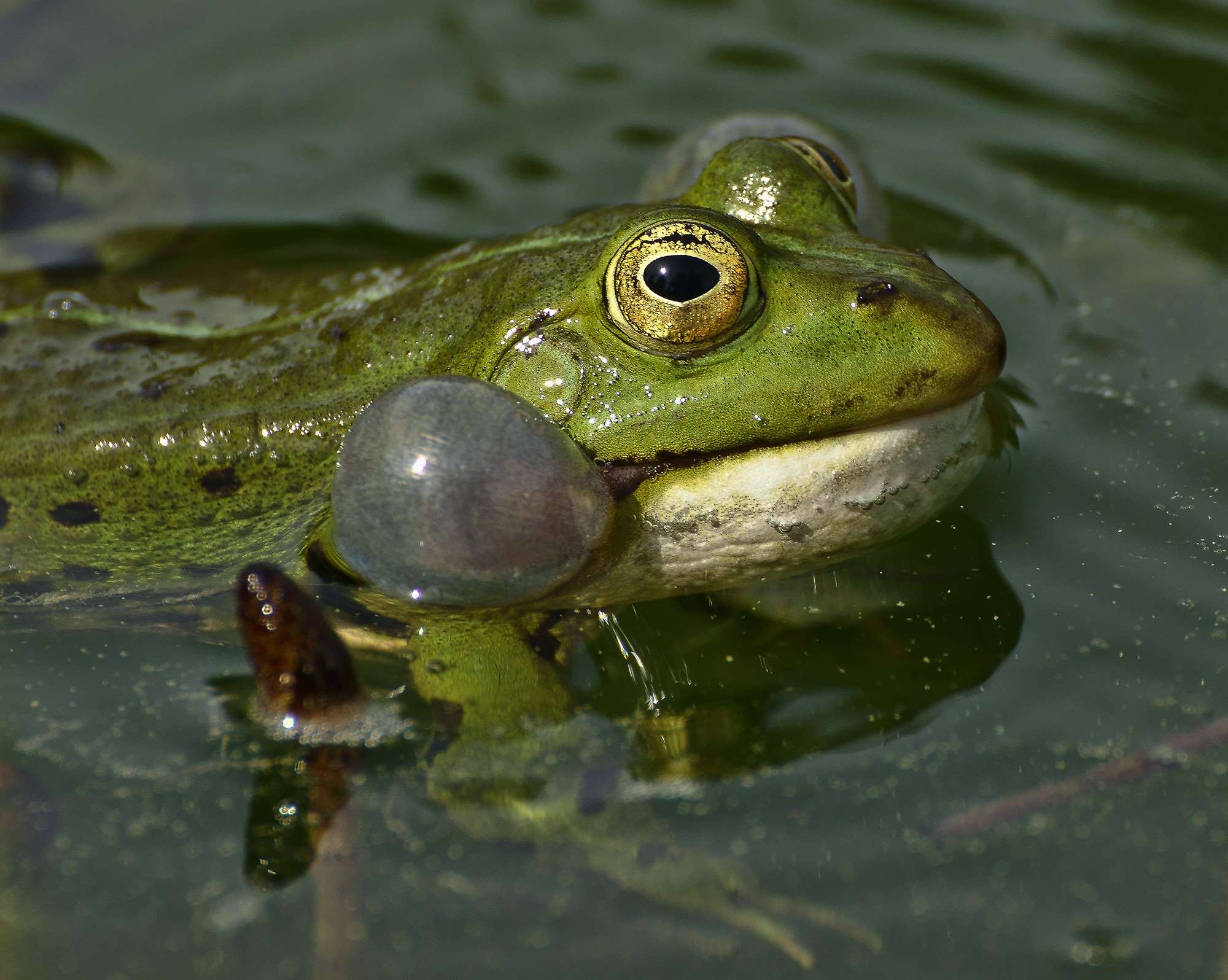 Green frog with inflated vocal sac in water HD Wallpaper