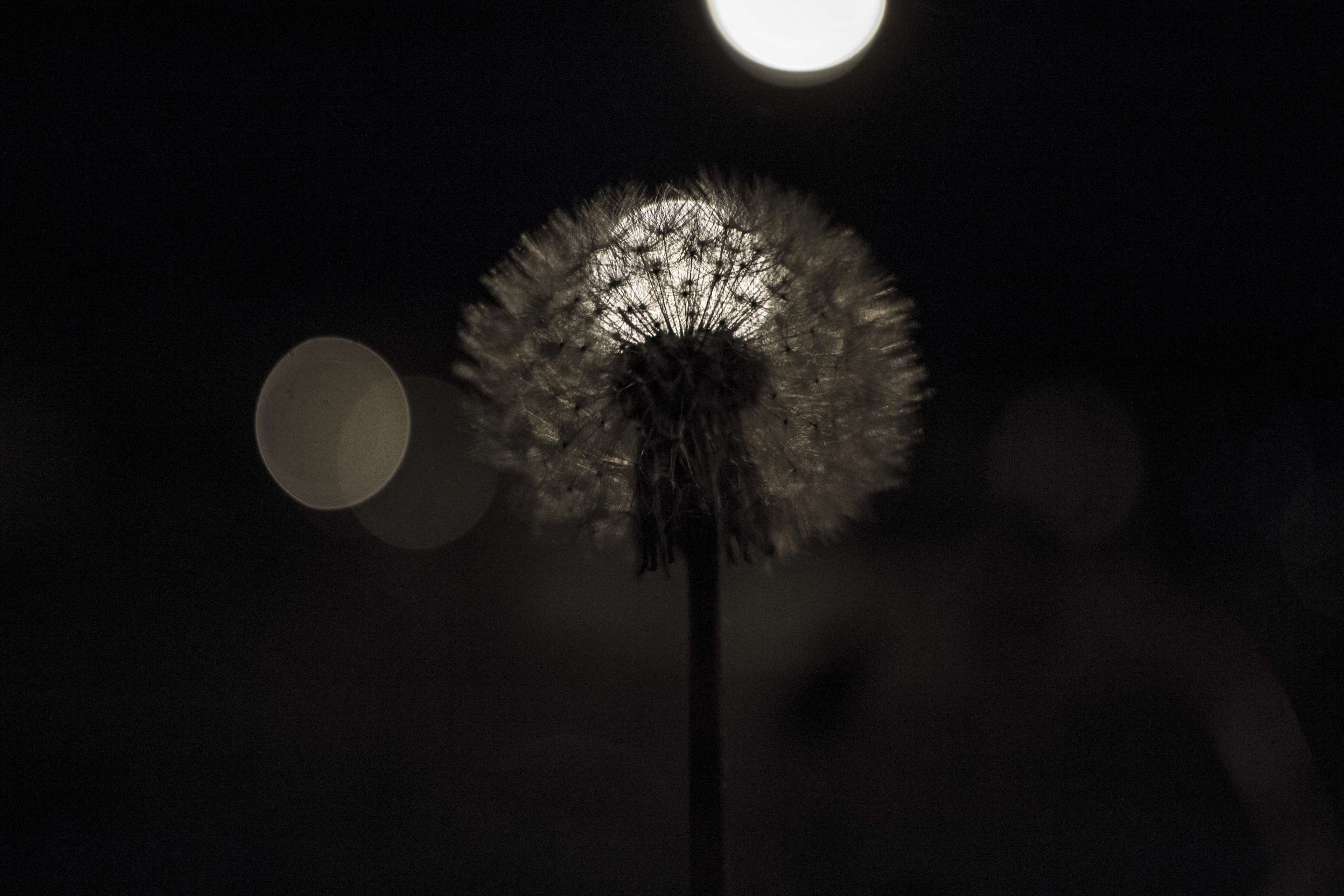 Dandelion with bokeh lights at night HD Wallpaper