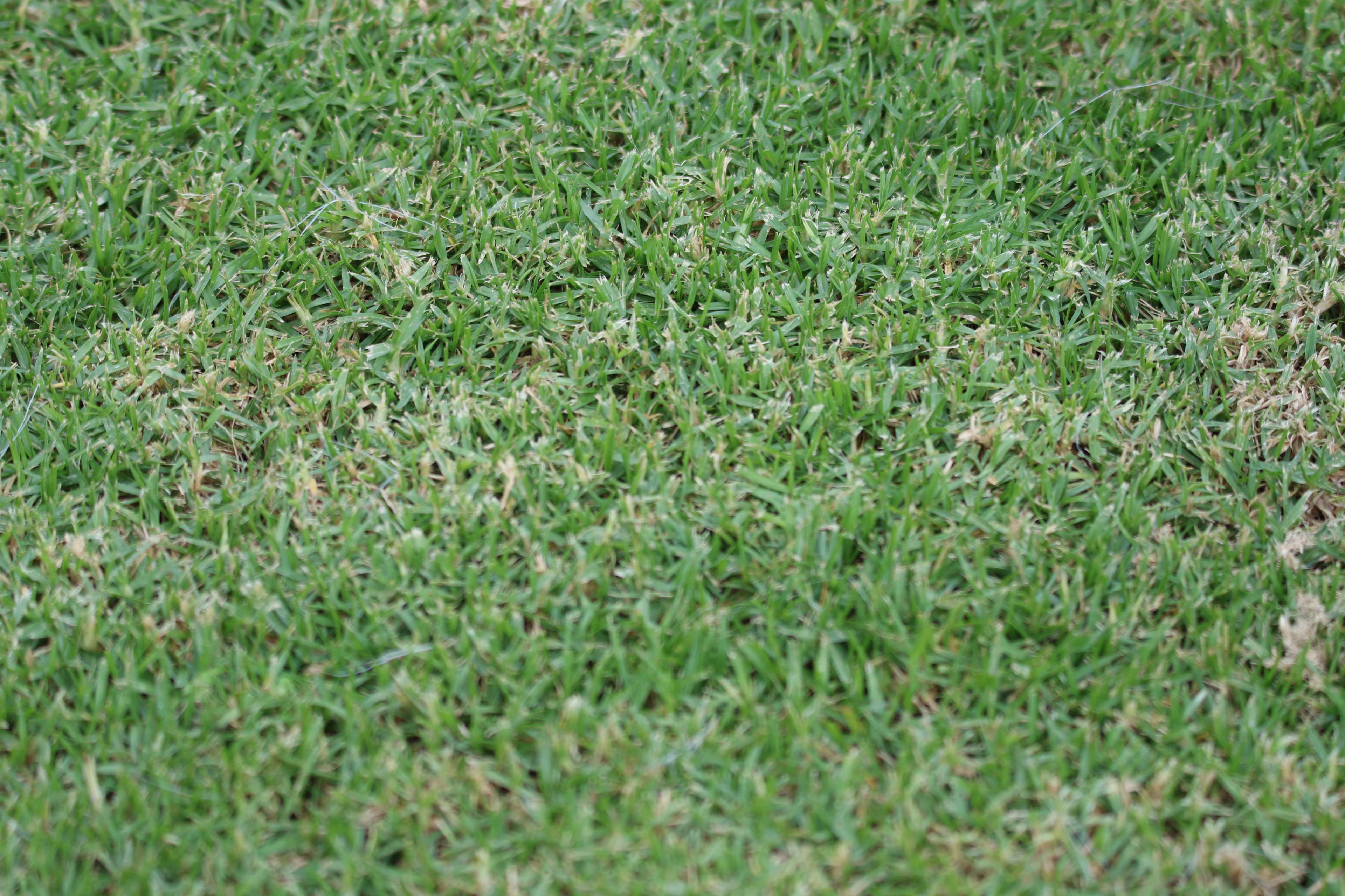 Green grass texture 4K HD Wallpaper