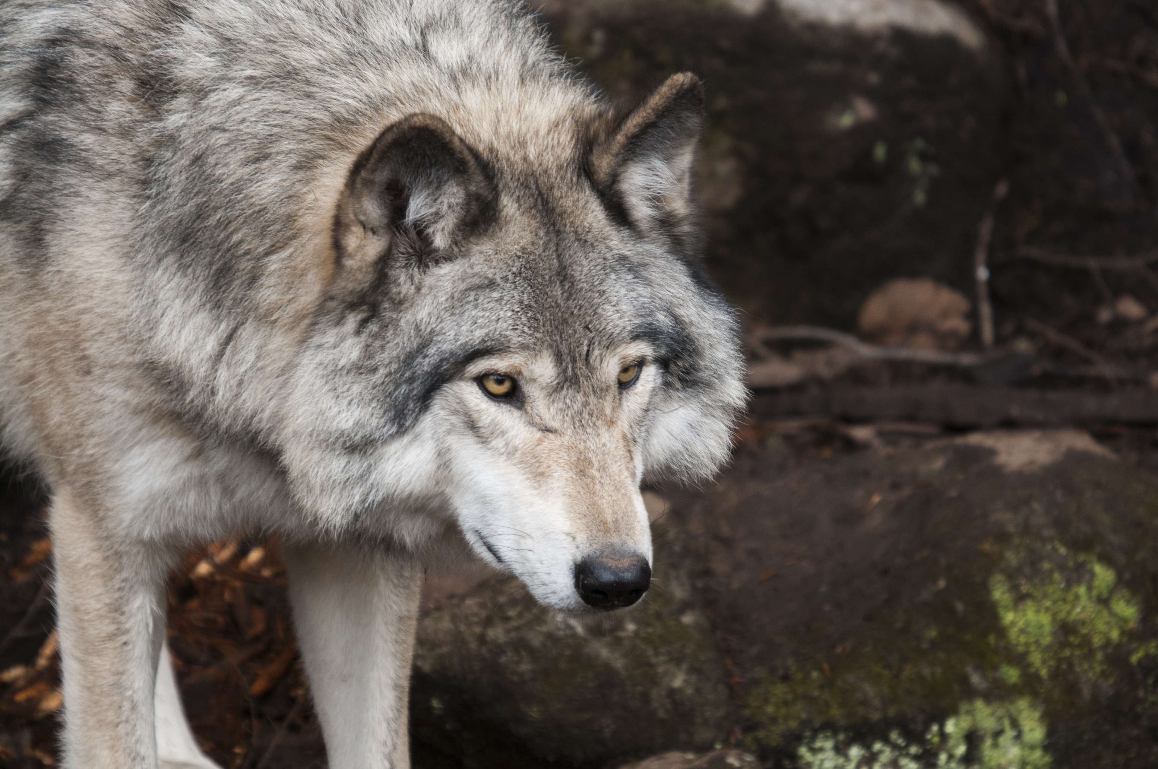 Close up of a wolf's face in the wild HD Wallpaper