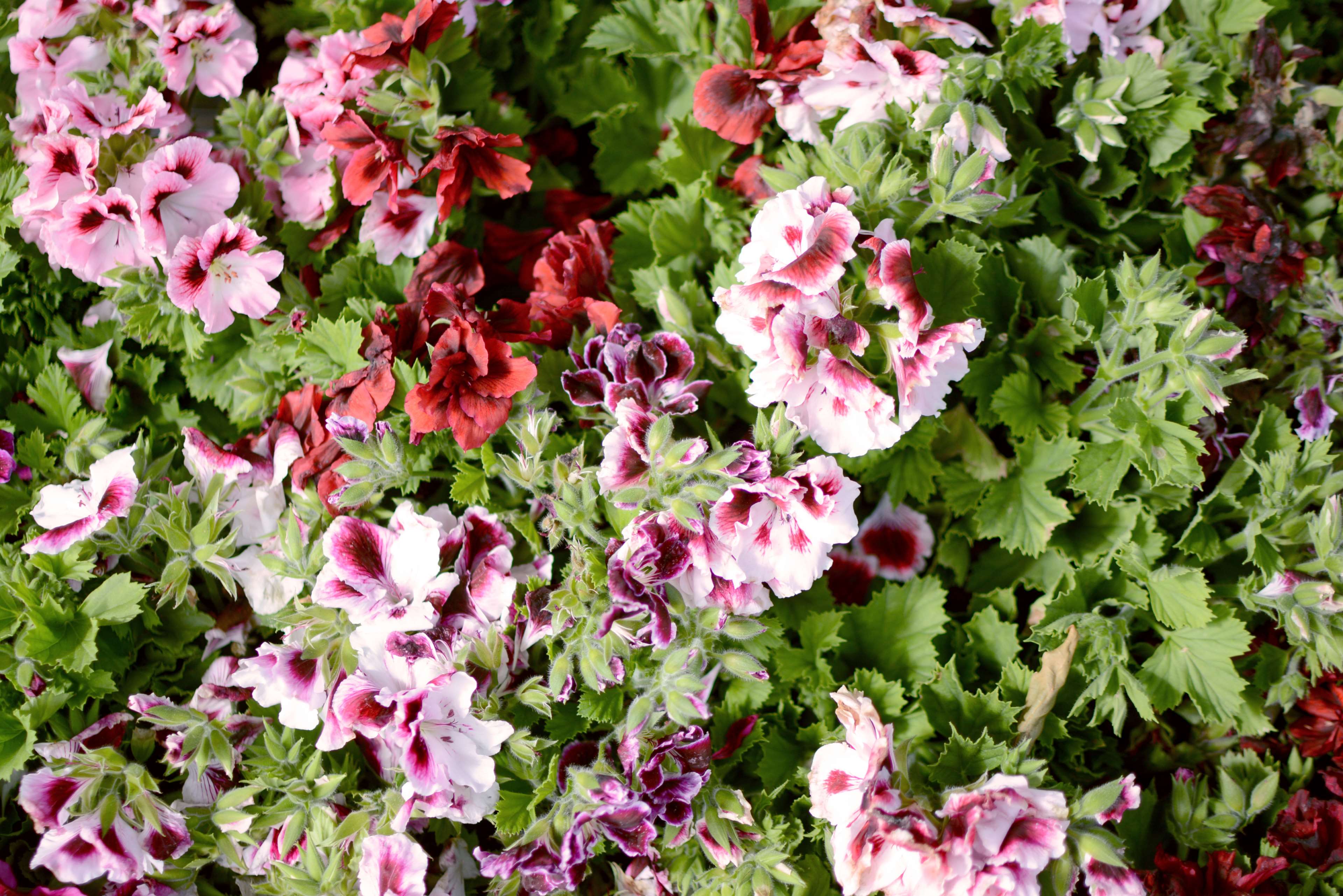 Geranium flowers in bloom with green leaves HD Wallpaper