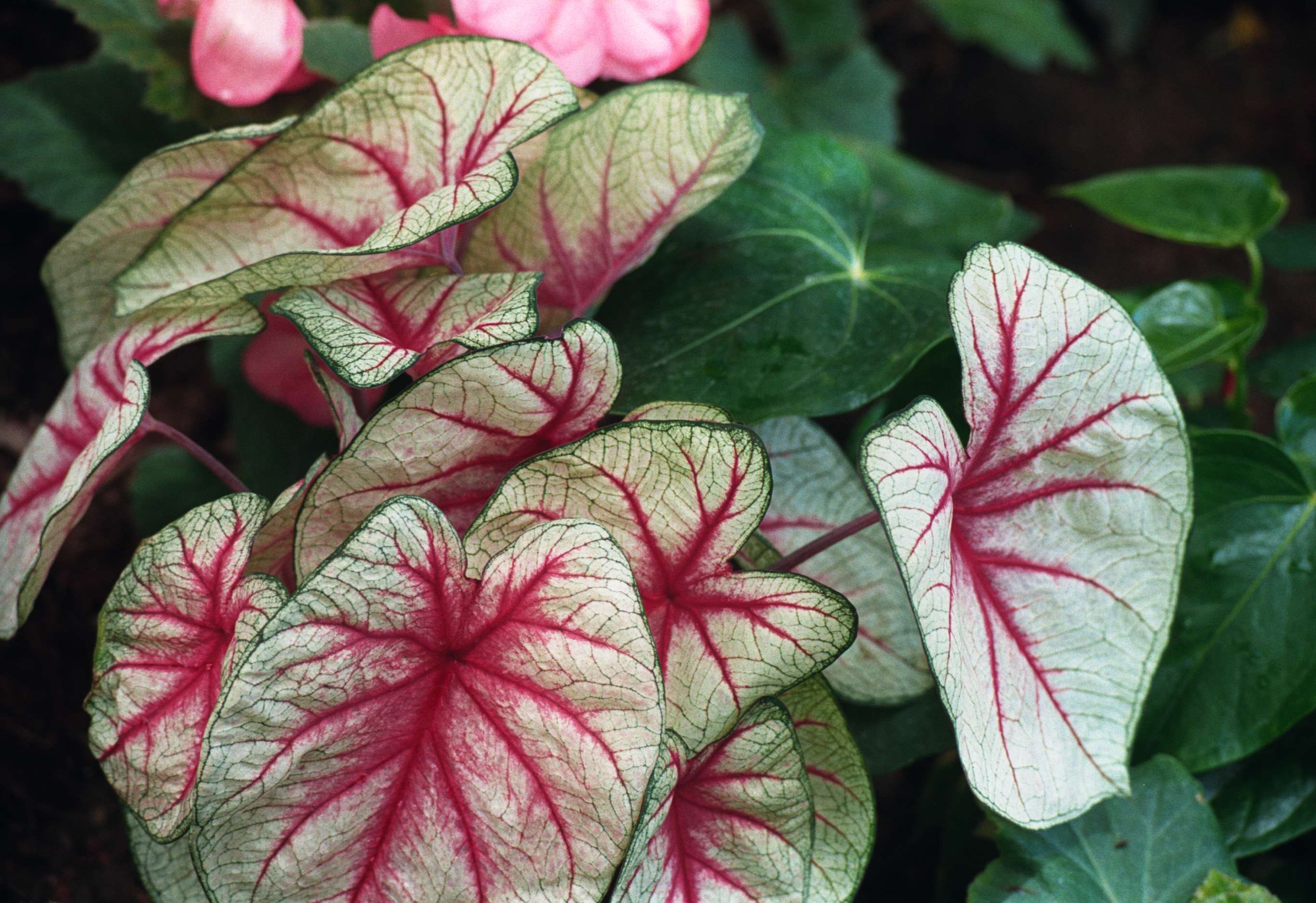 Caladium leaves with red veins and green background HD Wallpaper