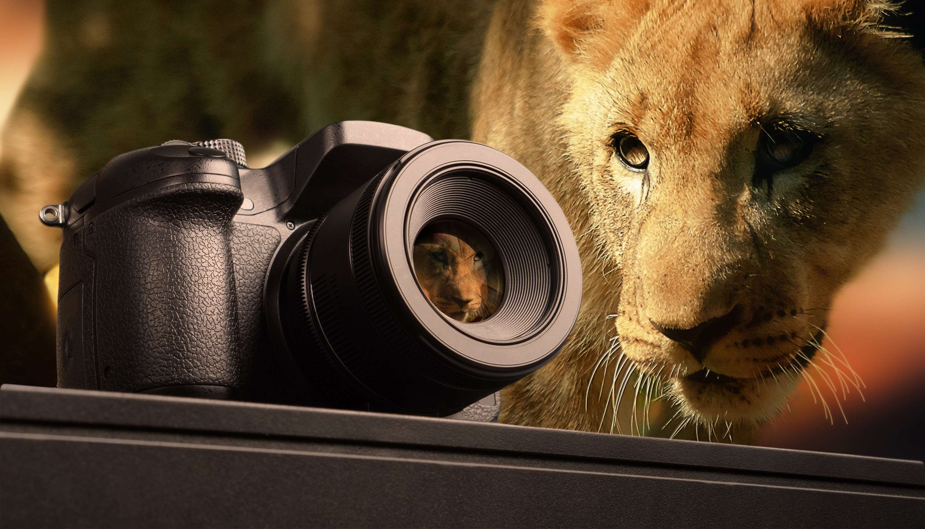 Lion reflected in camera lens with blurred lion background HD Wallpaper