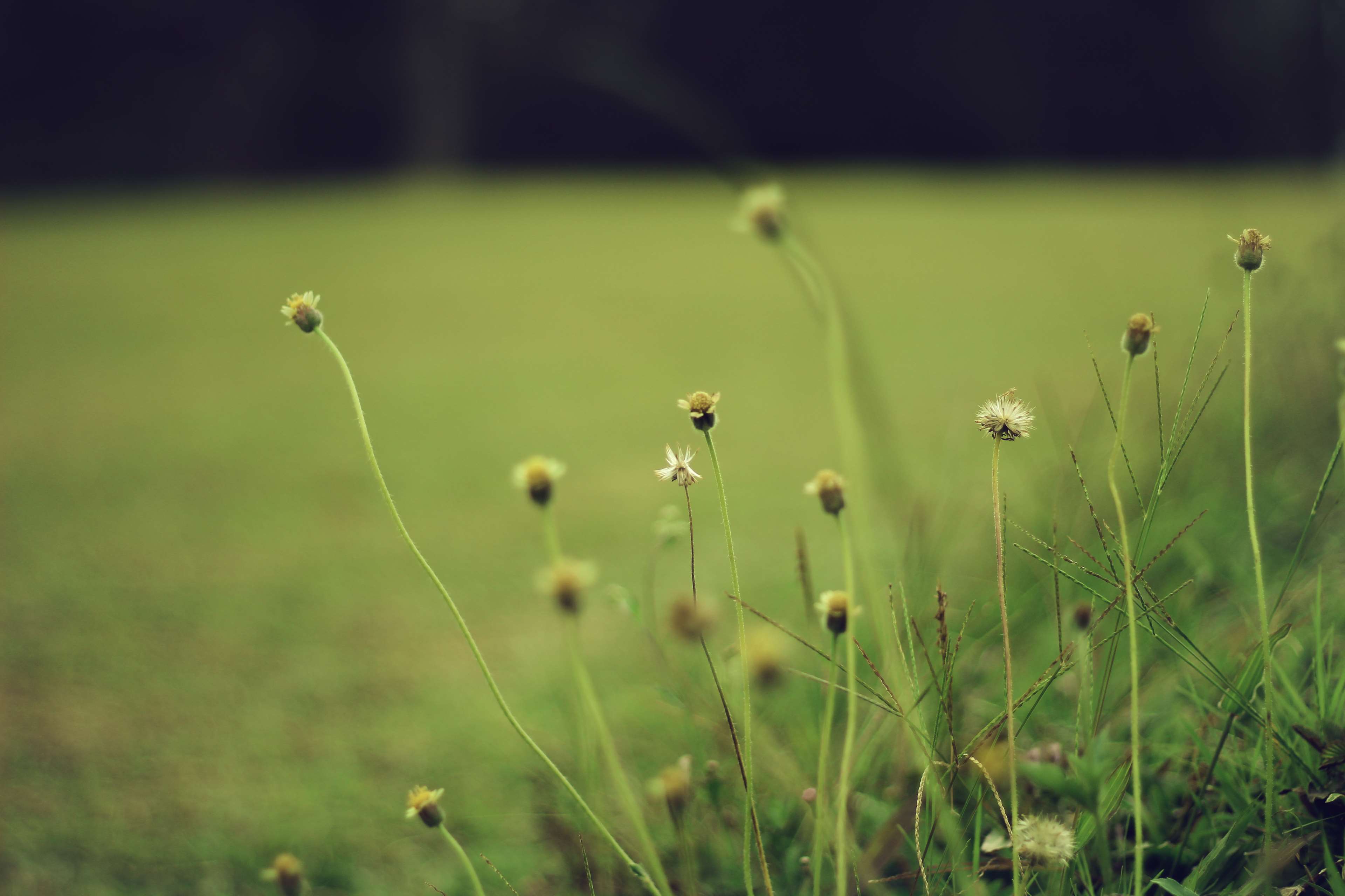Macro photography of small flowers in a field HD Wallpaper