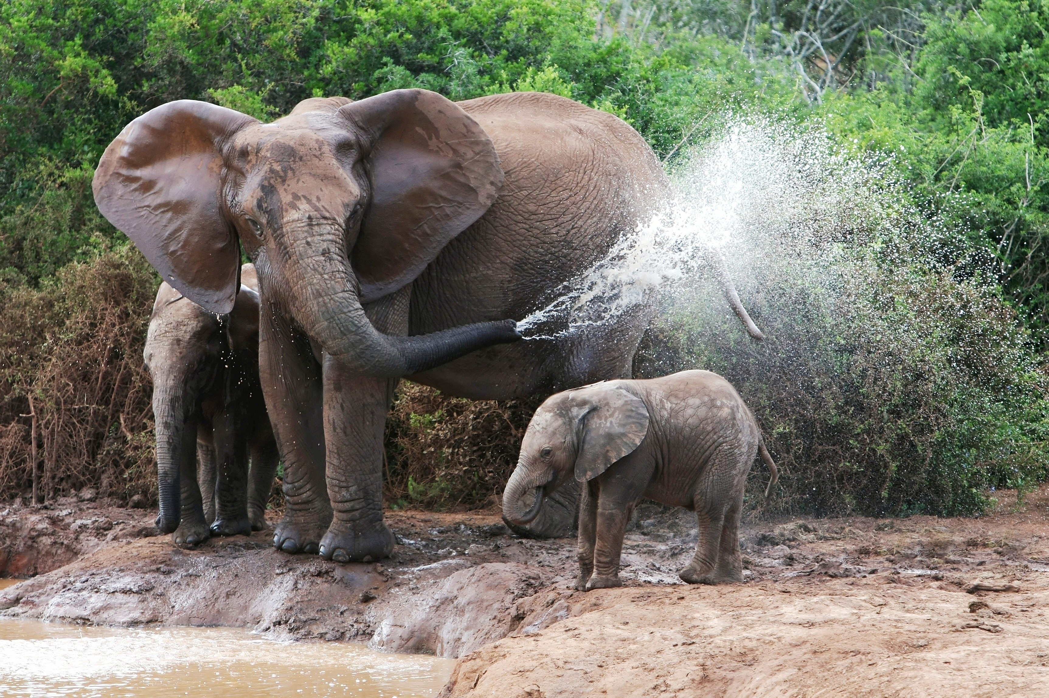 Elephant Family Bathing by the Water HD Wallpaper