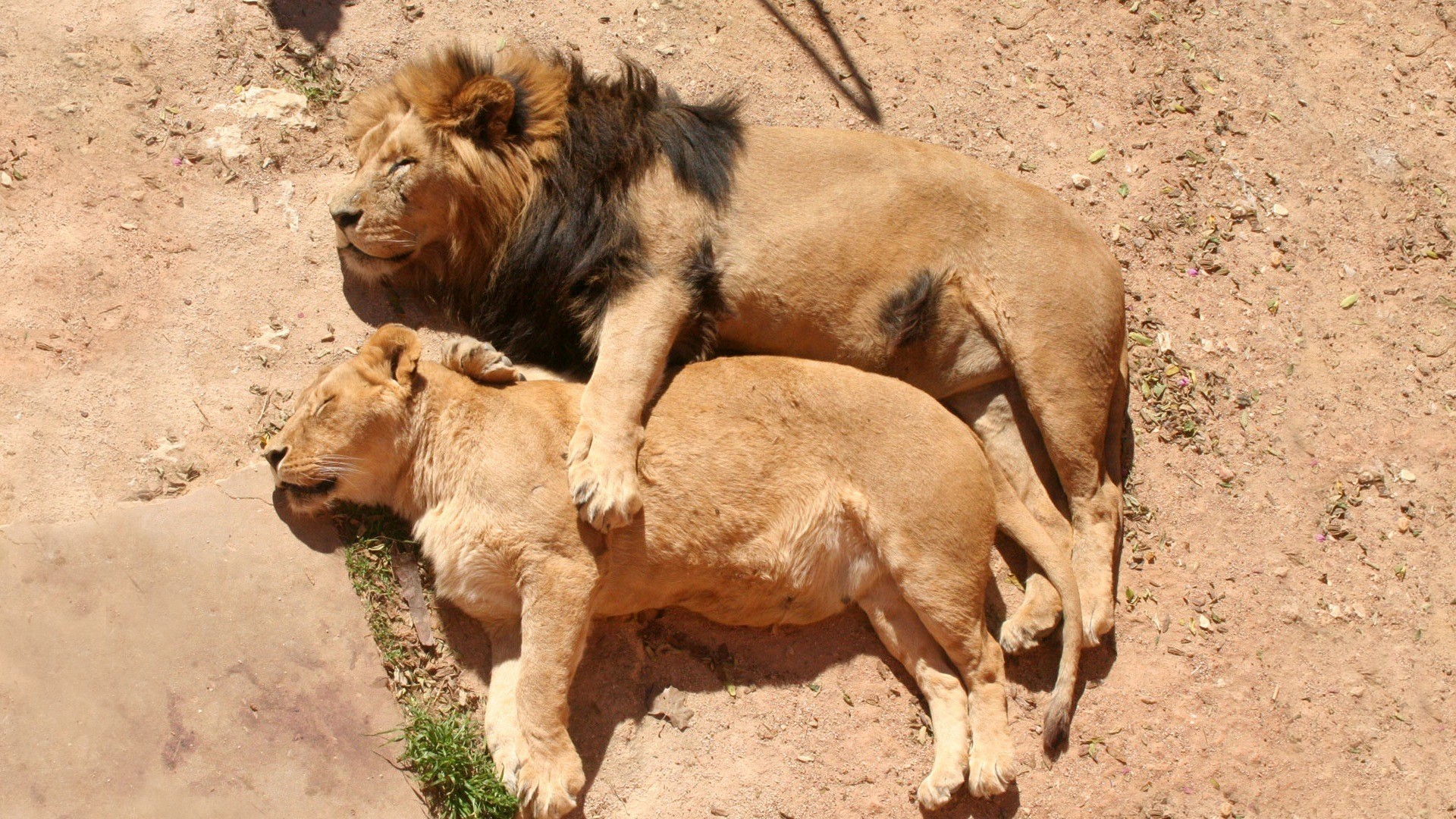 Lion and Lioness Sleeping Together HD Wallpaper