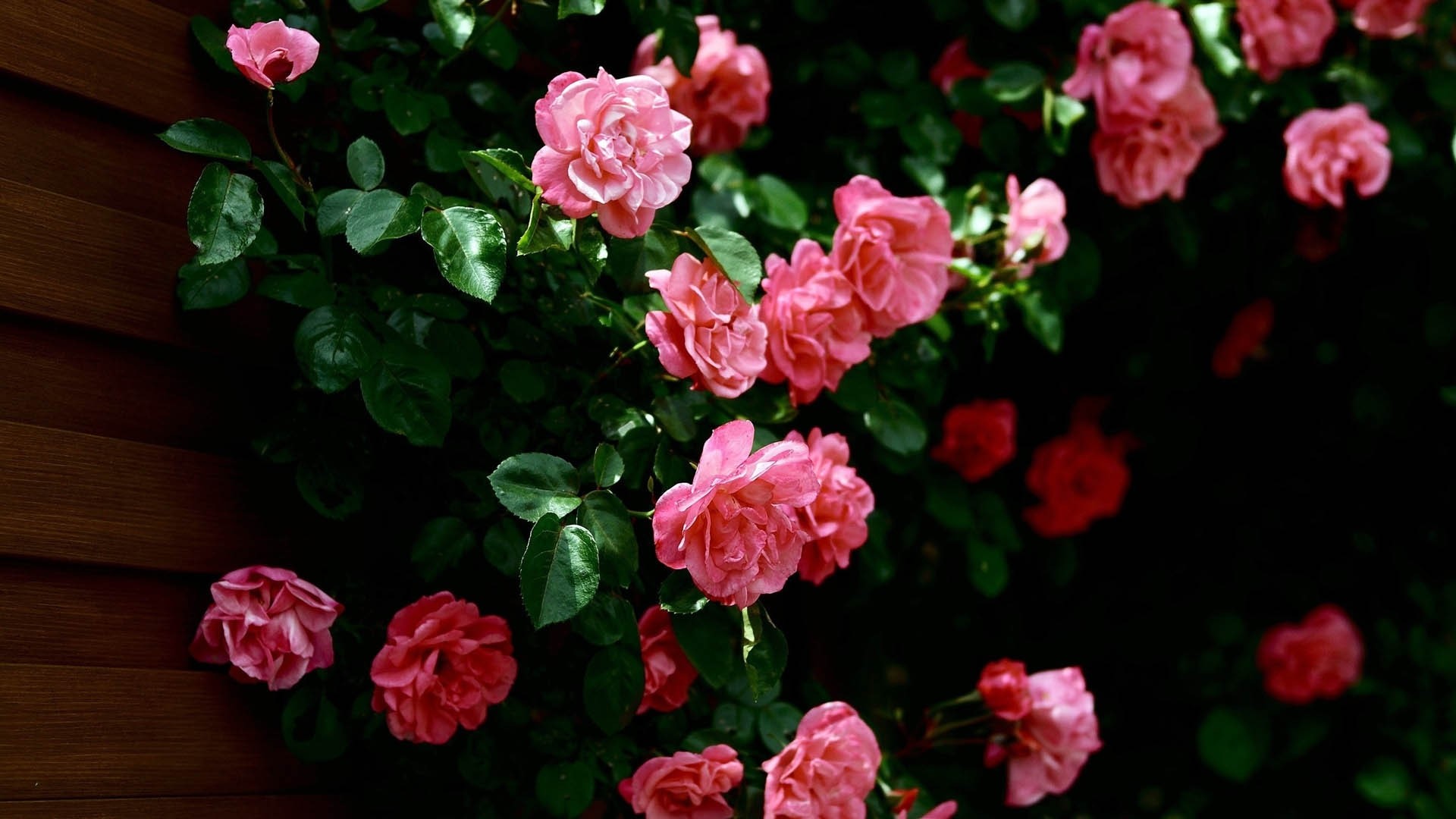 Pink roses blooming on a wooden wall HD Wallpaper