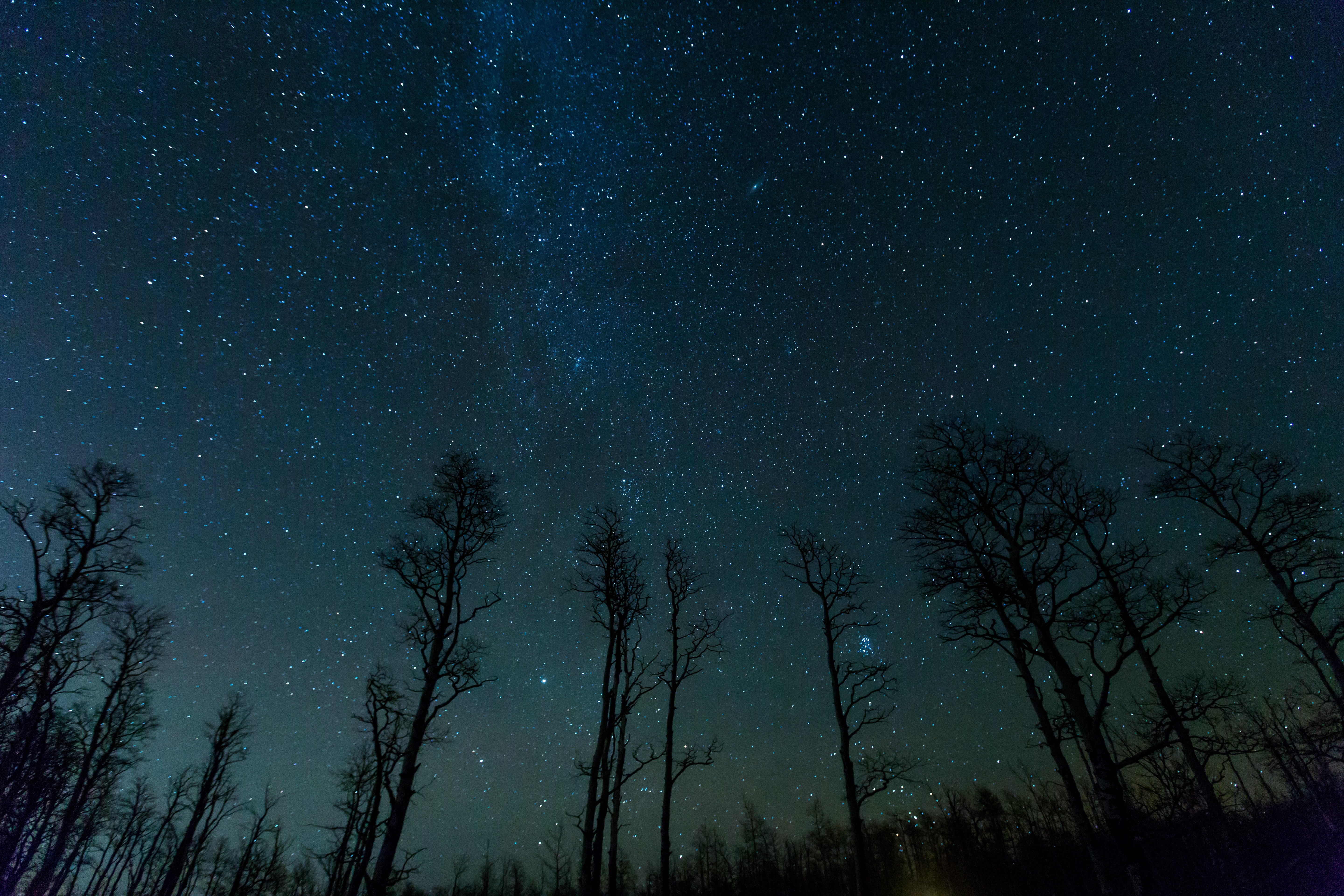 Starry night sky over silhouetted trees HD Wallpaper