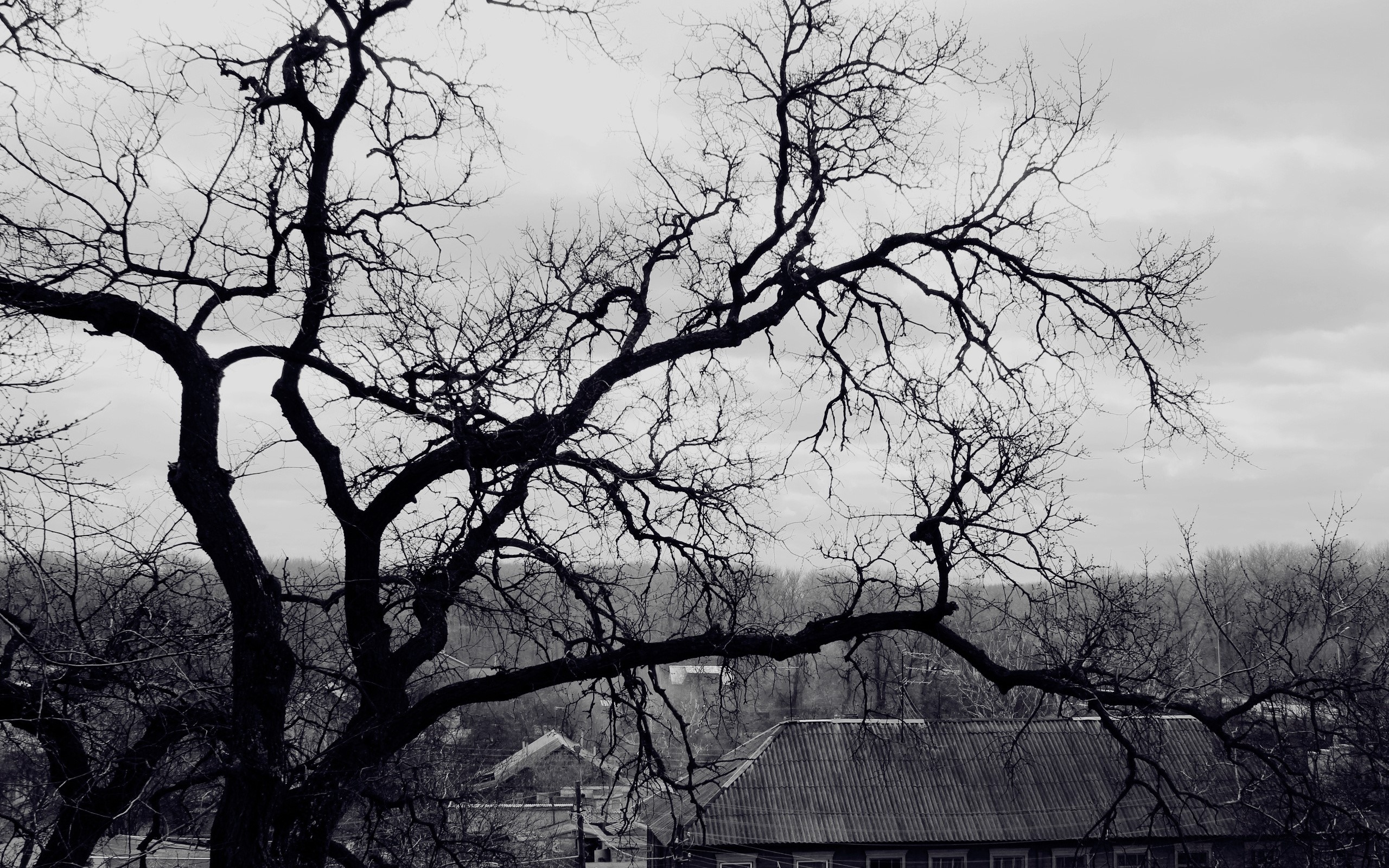 Bare tree branches against a cloudy sky over a building HD Wallpaper