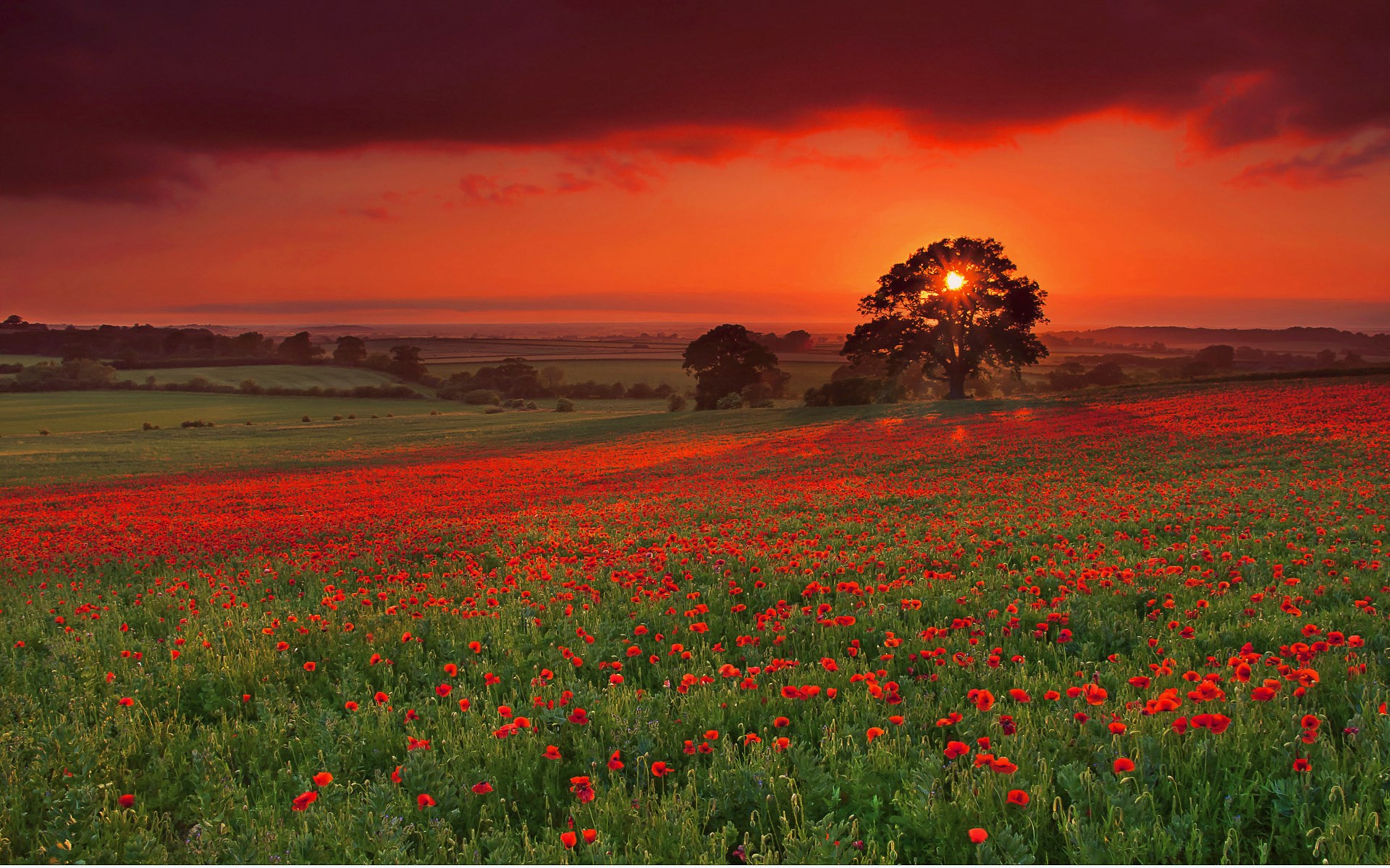 Field of poppies at sunset with a lone tree HD Wallpaper