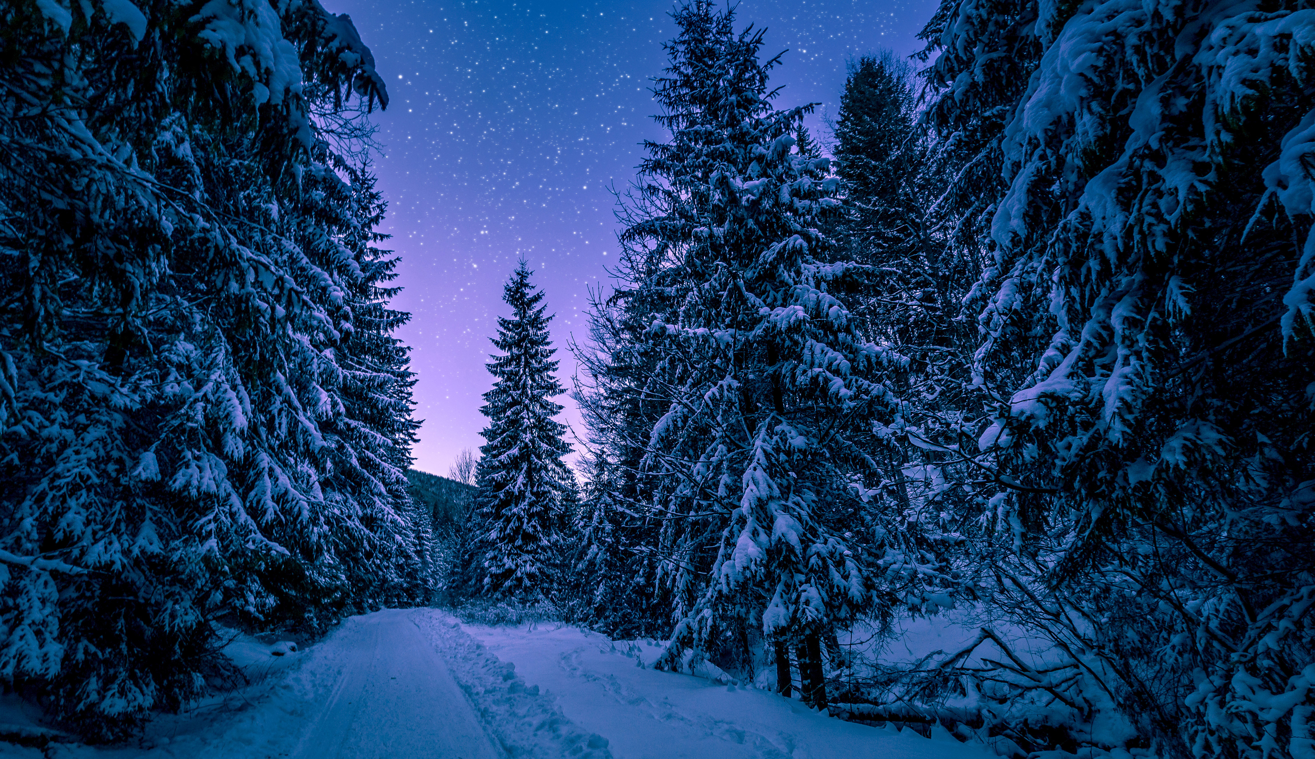 Snowy forest path under a starry night sky HD Wallpaper