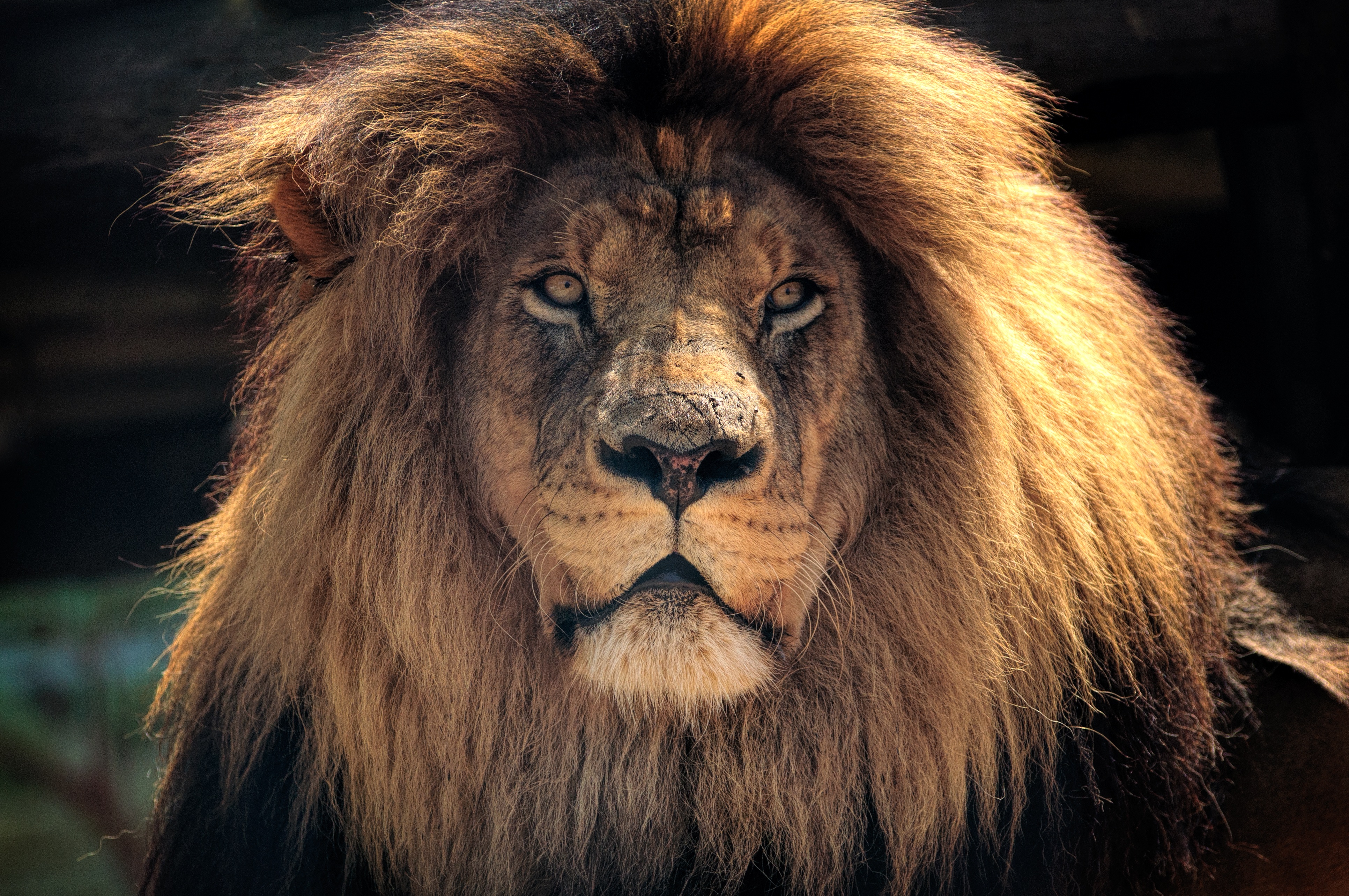 Close-up of a male lion's face HD Wallpaper