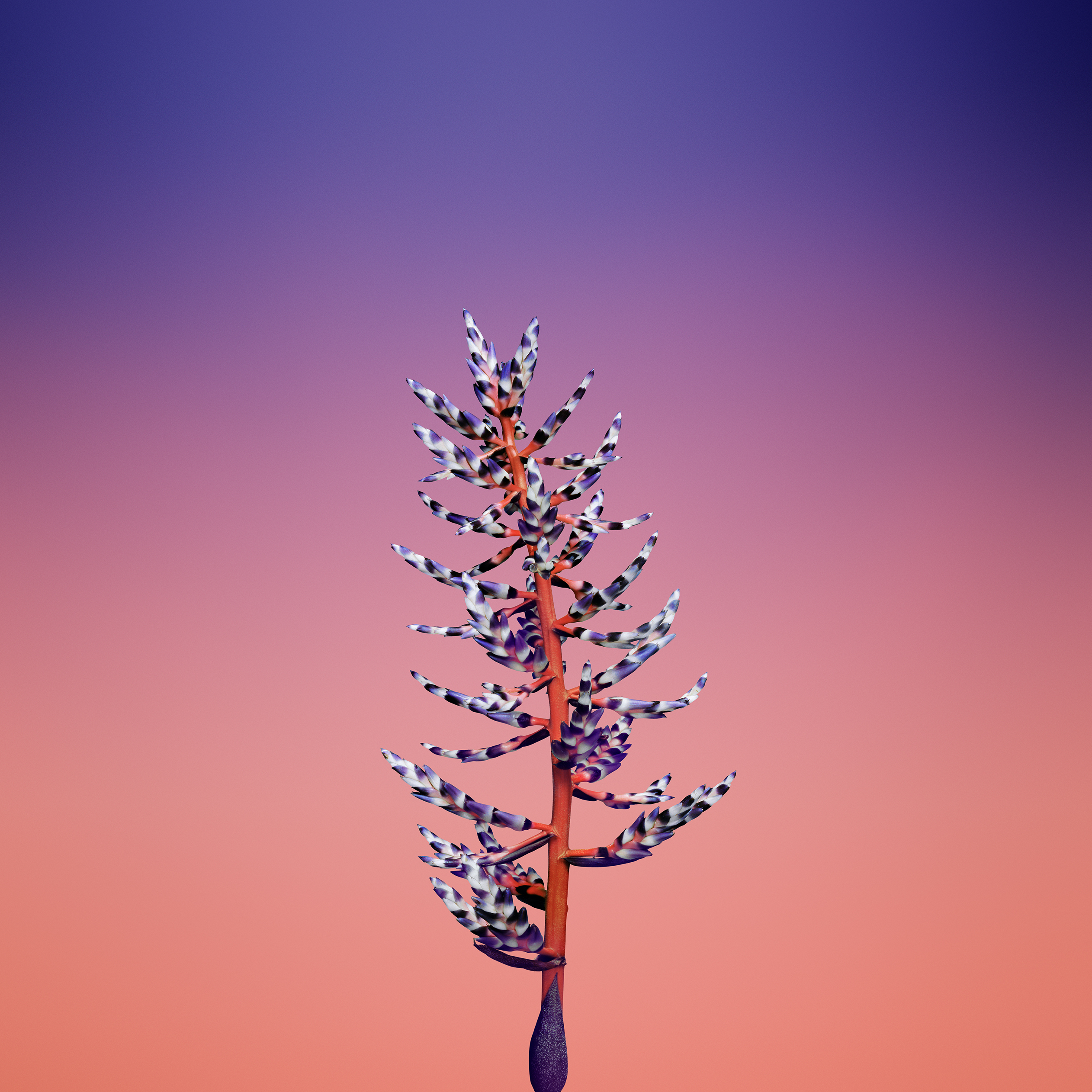 Bromeliad flower against a gradient background HD Wallpaper