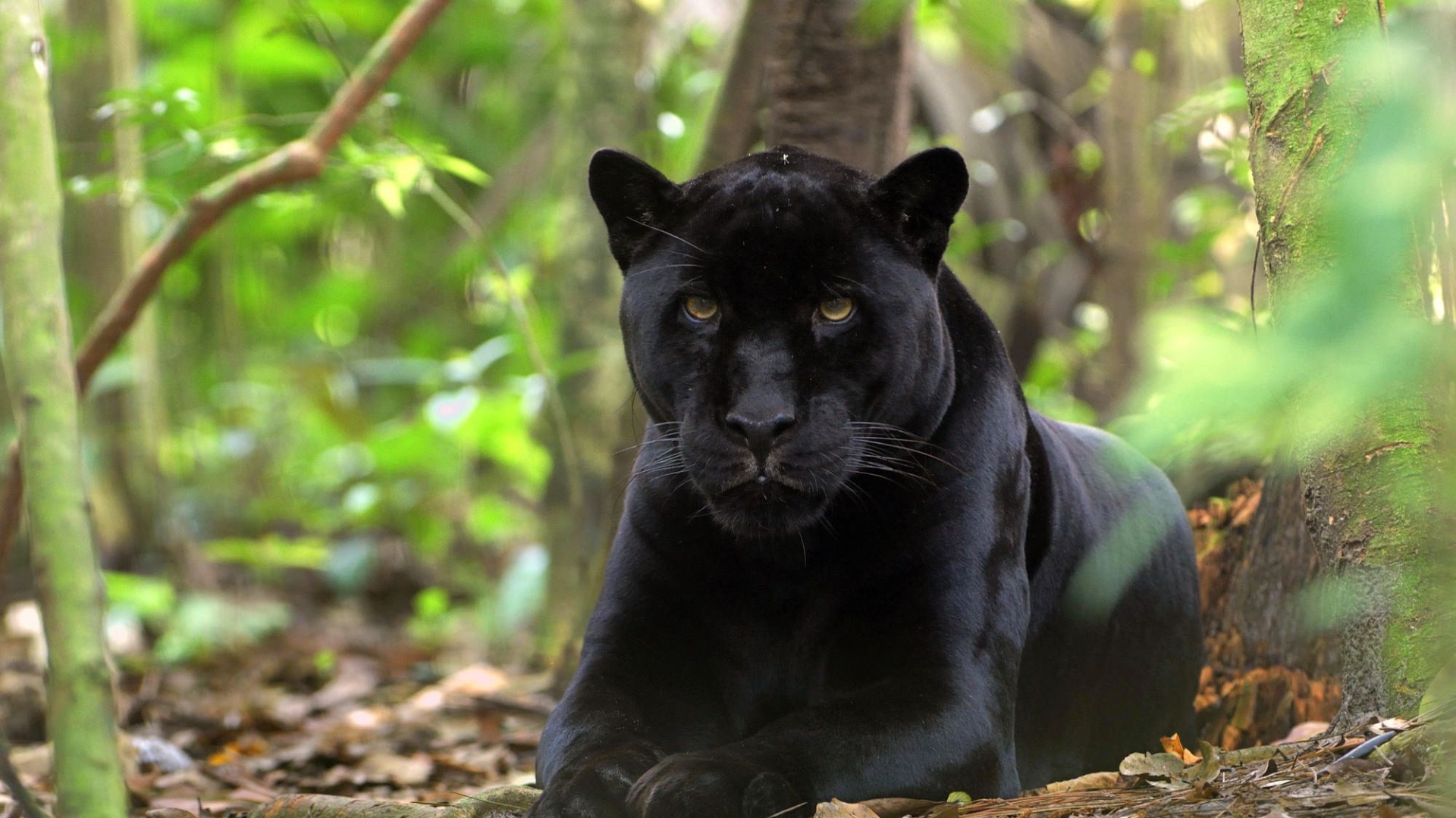Black panther lying in a forest HD Wallpaper