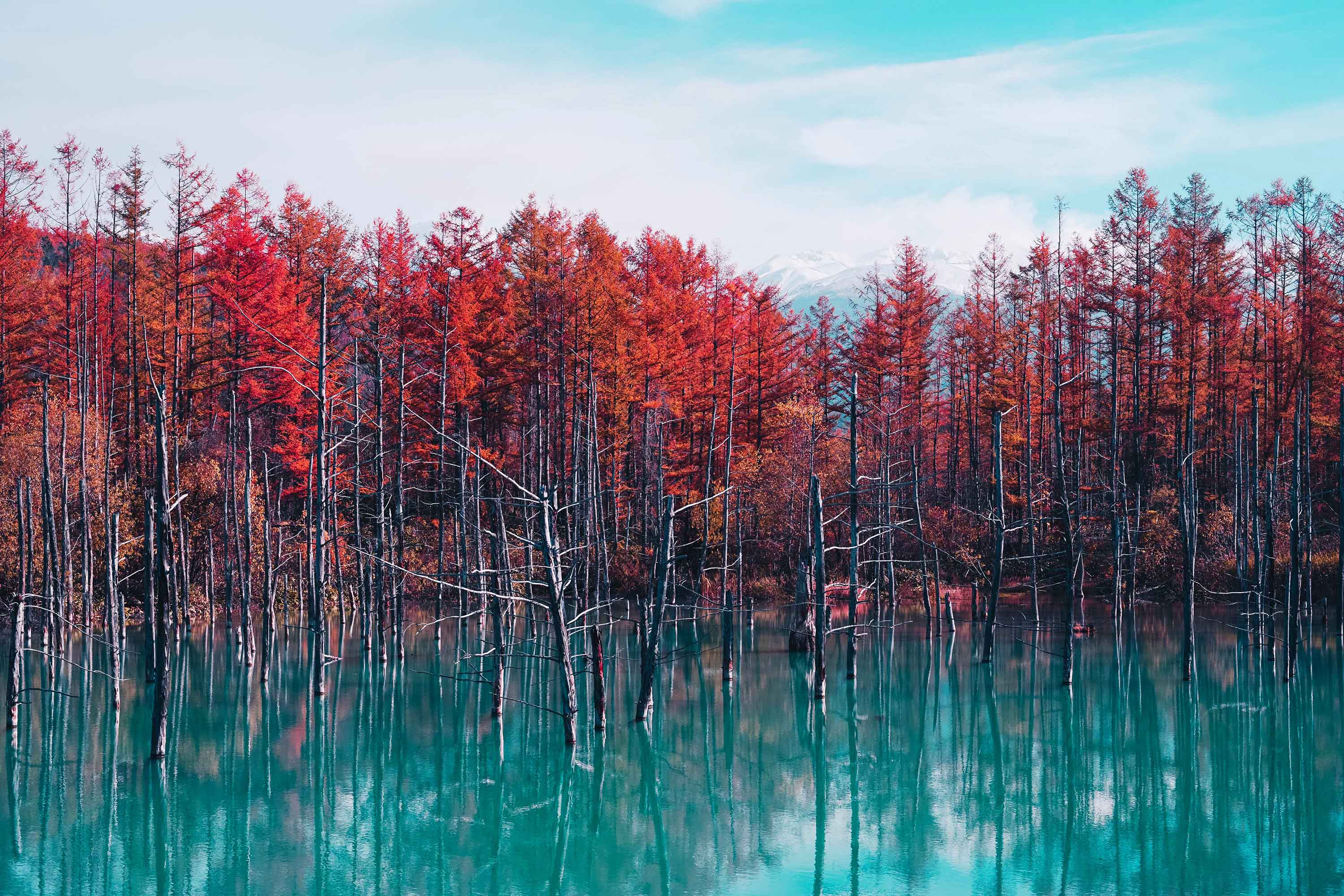 Autumn trees in blue water at Biei, Hokkaido, Japan HD Wallpaper
